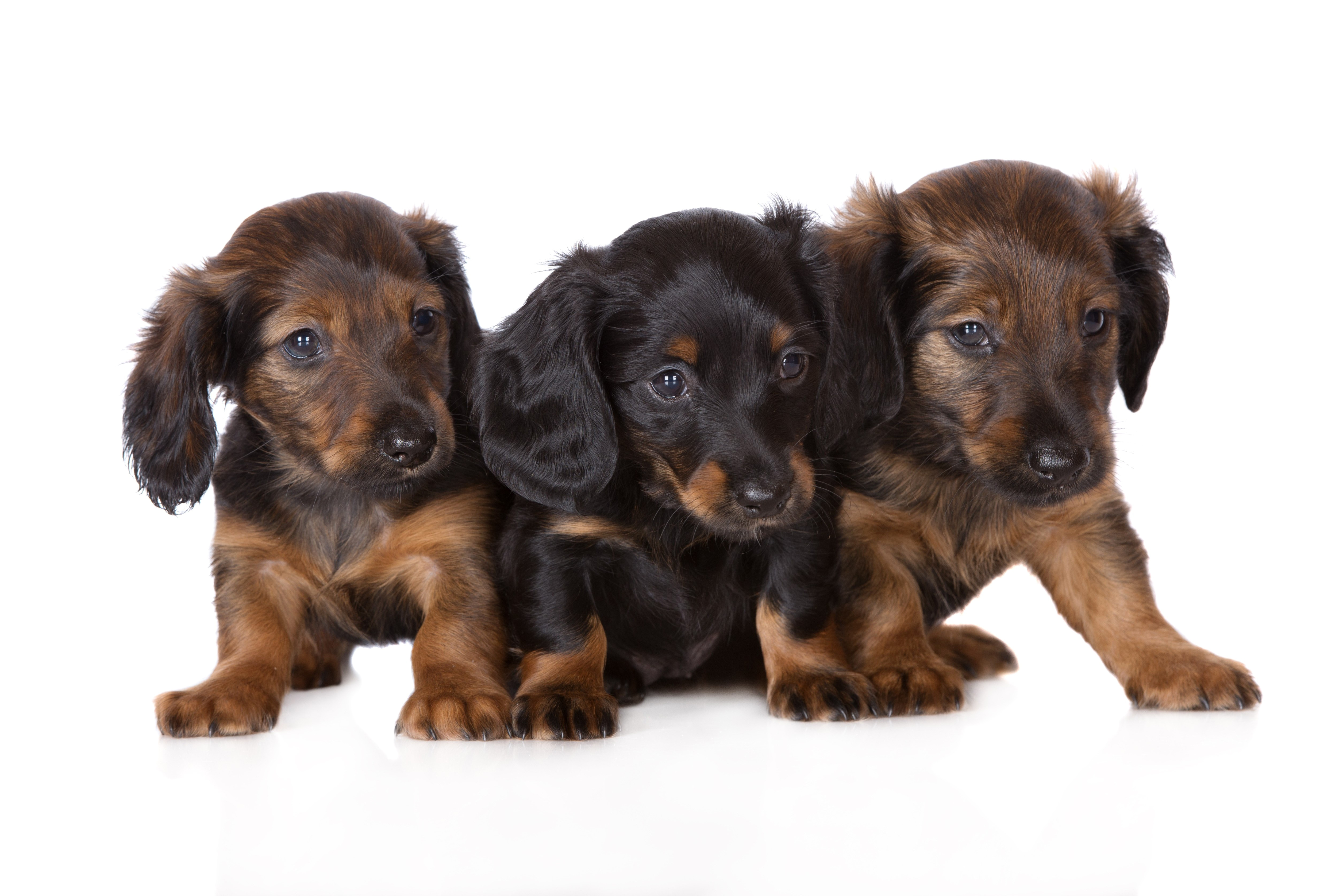 Download mobile wallpaper Dogs, Animal, Puppy, Cute, Dachshund for free.