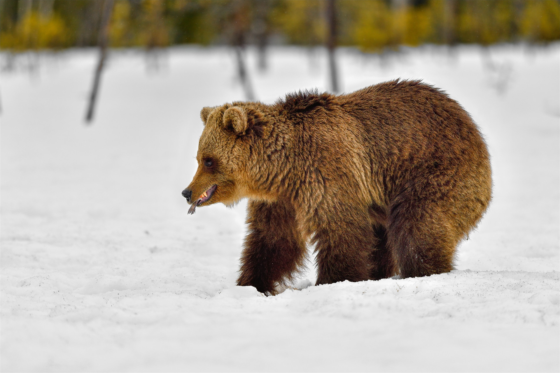 PCデスクトップに動物, クマ画像を無料でダウンロード