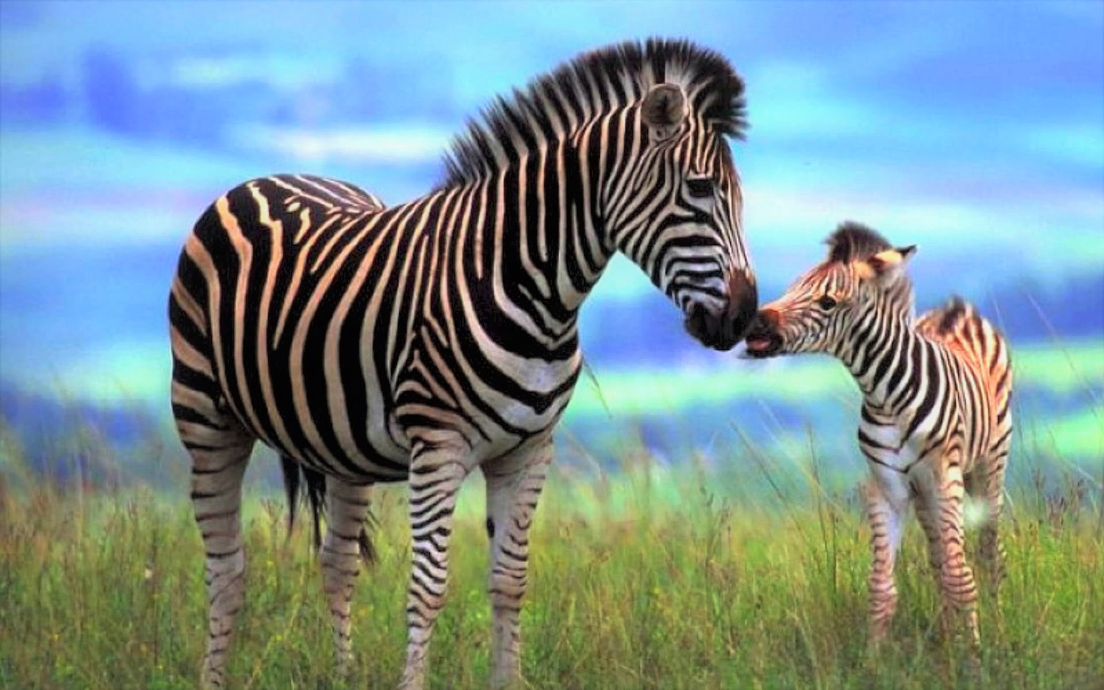 Download mobile wallpaper Zebra, Animal, Cute, Foal, Baby Animal for free.