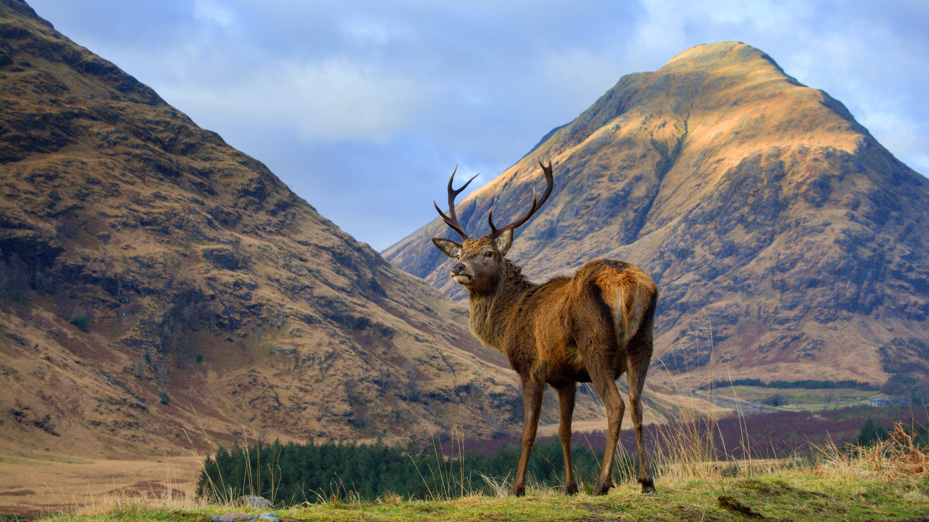 Handy-Wallpaper Tiere, Natur, Gebirge, Hirsch kostenlos herunterladen.