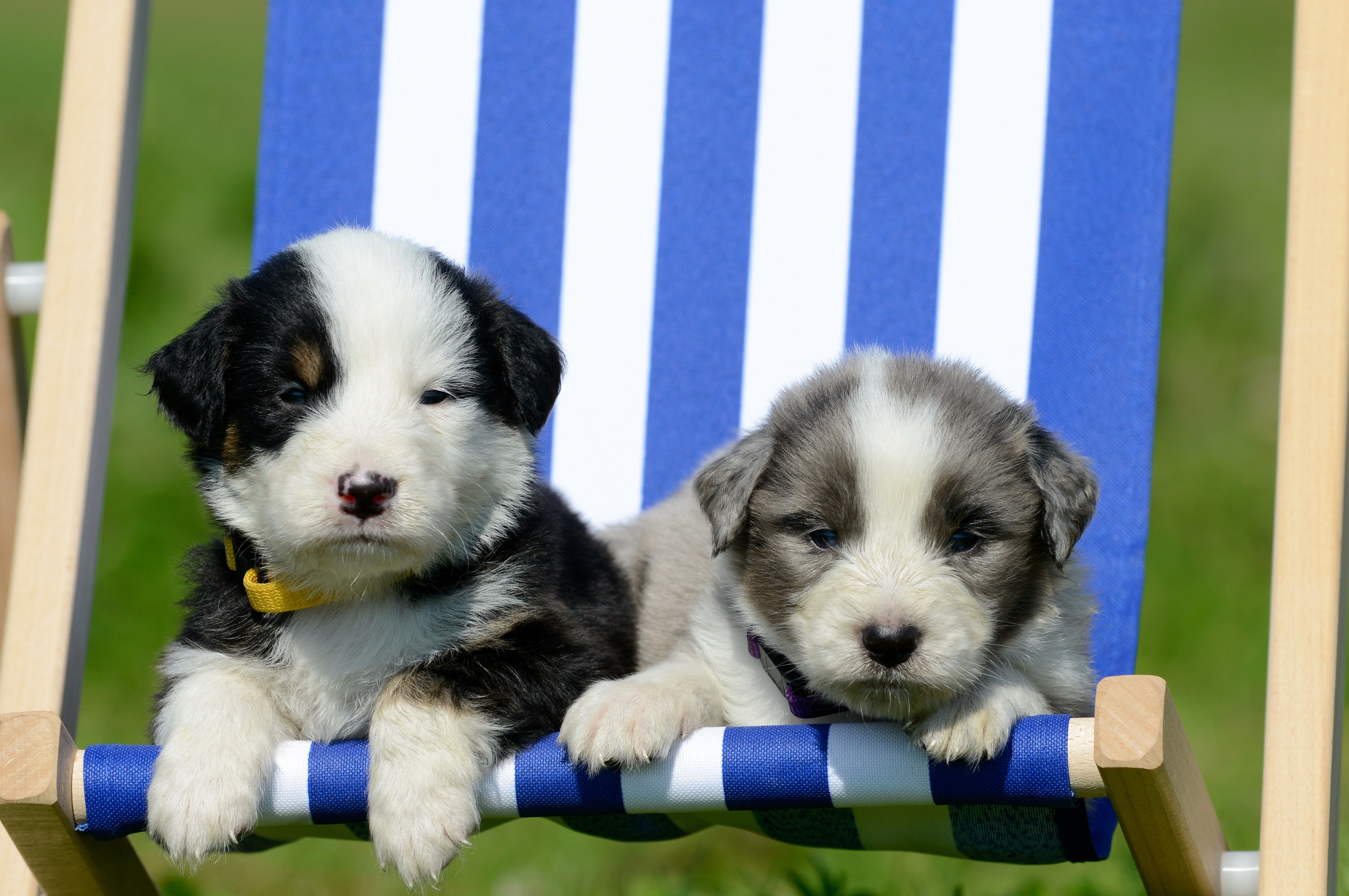 animals, relaxation, rest, puppies, lounger, lejek