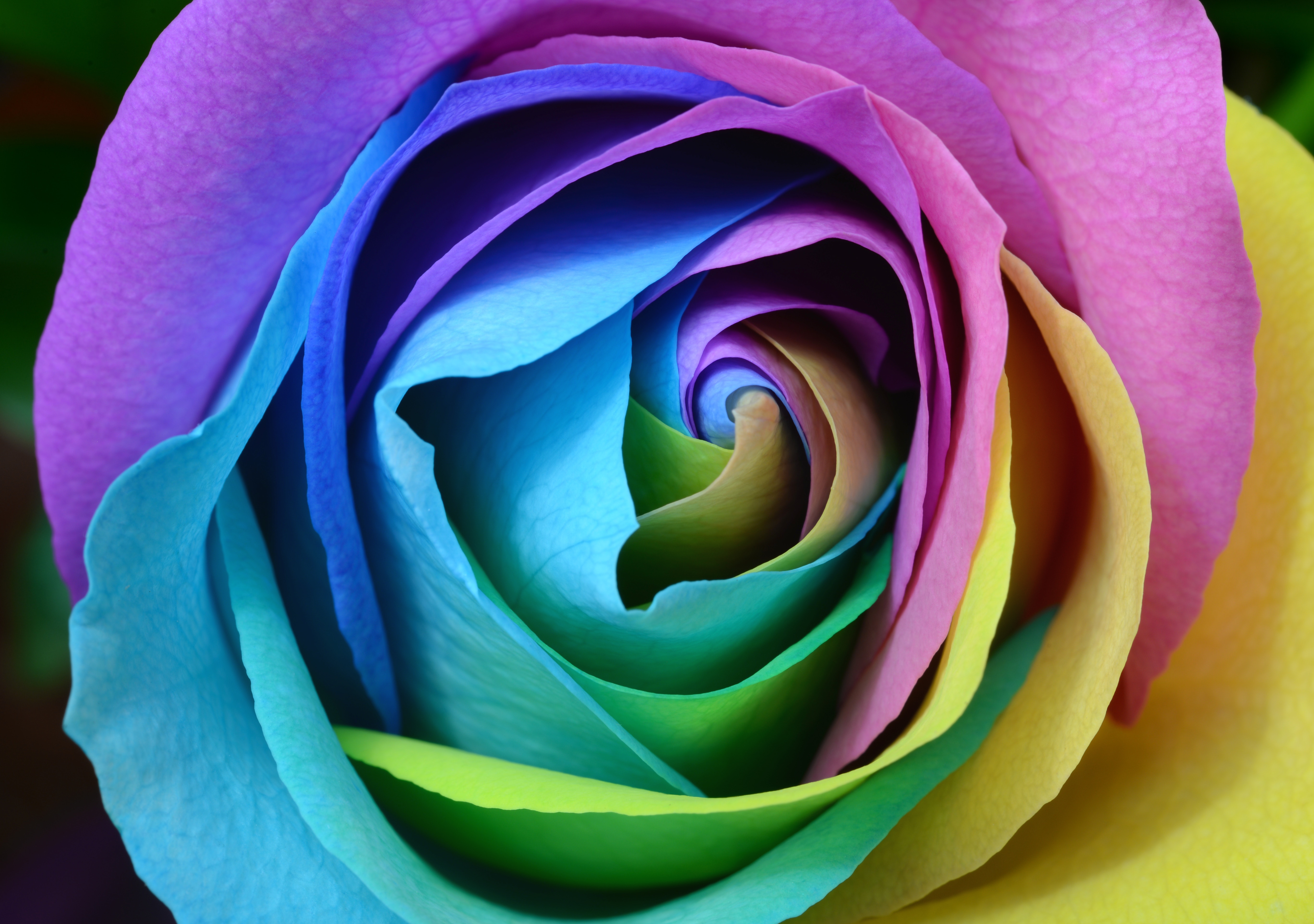 Free download wallpaper Macro, Motley, Rose, Bud, Multicolored, Close Up, Rose Flower on your PC desktop