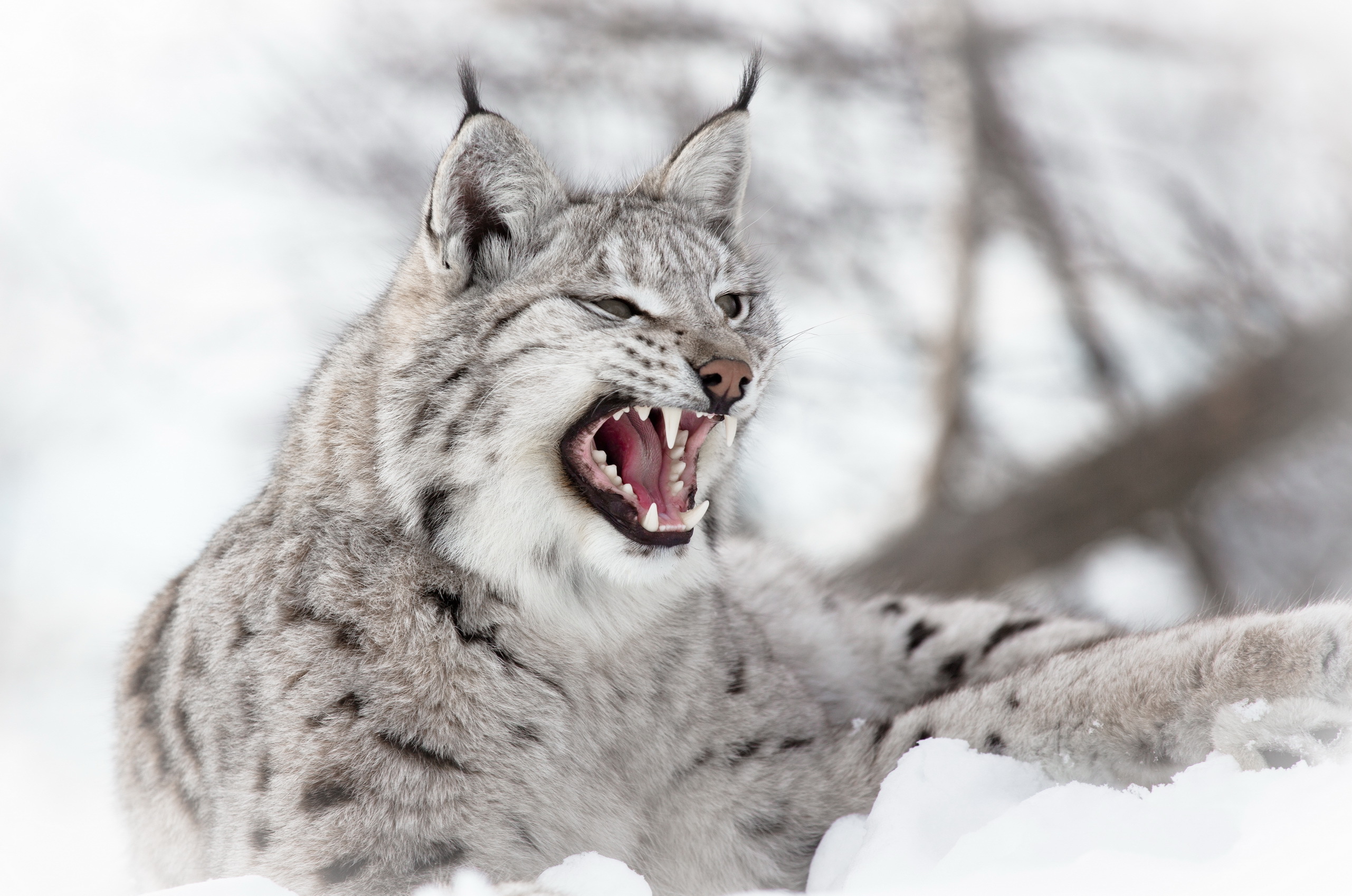 predator, iris, animals, snow, aggression High Definition image