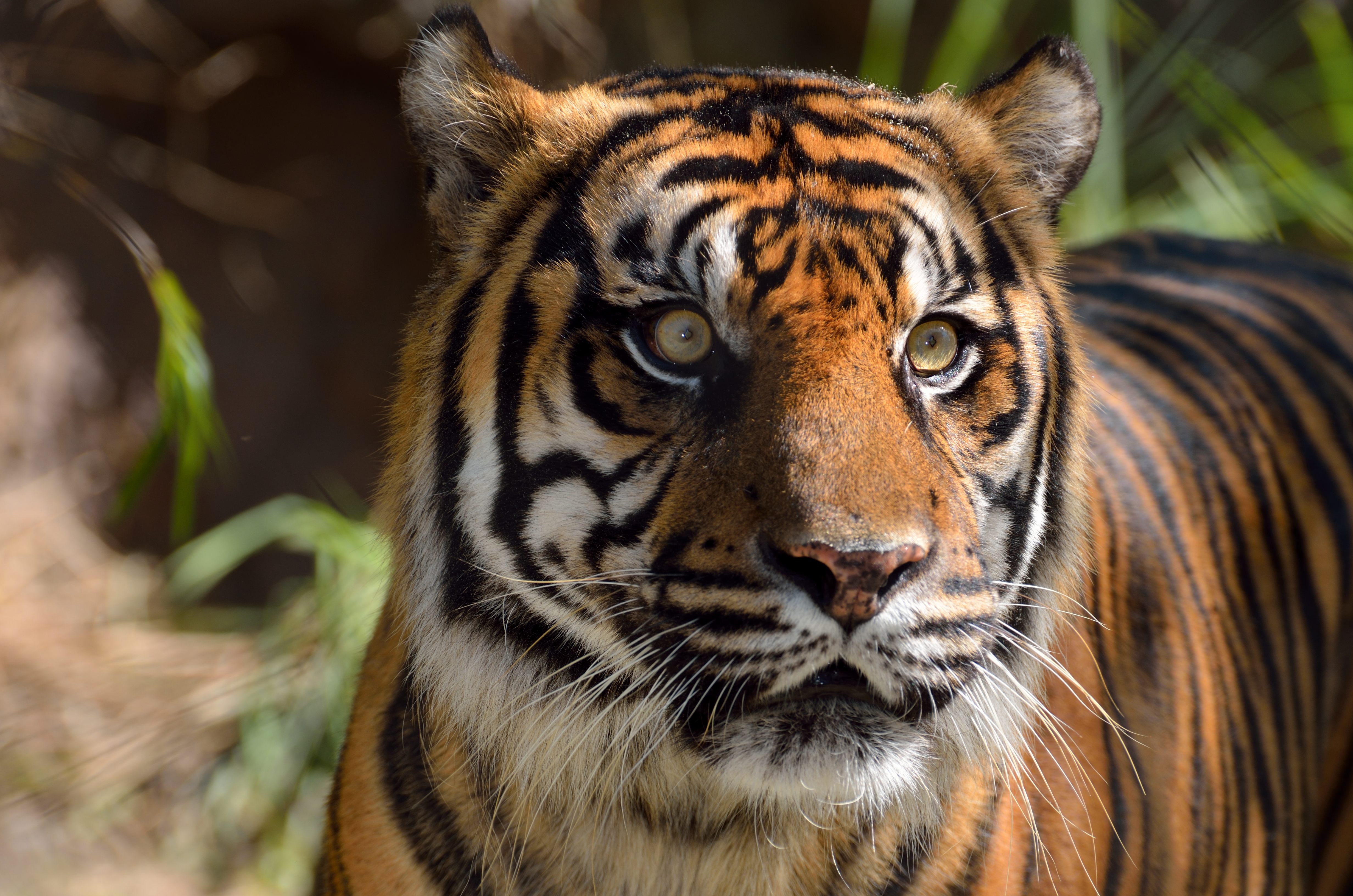 Téléchargez des papiers peints mobile Animaux, Chats, Tigre gratuitement.