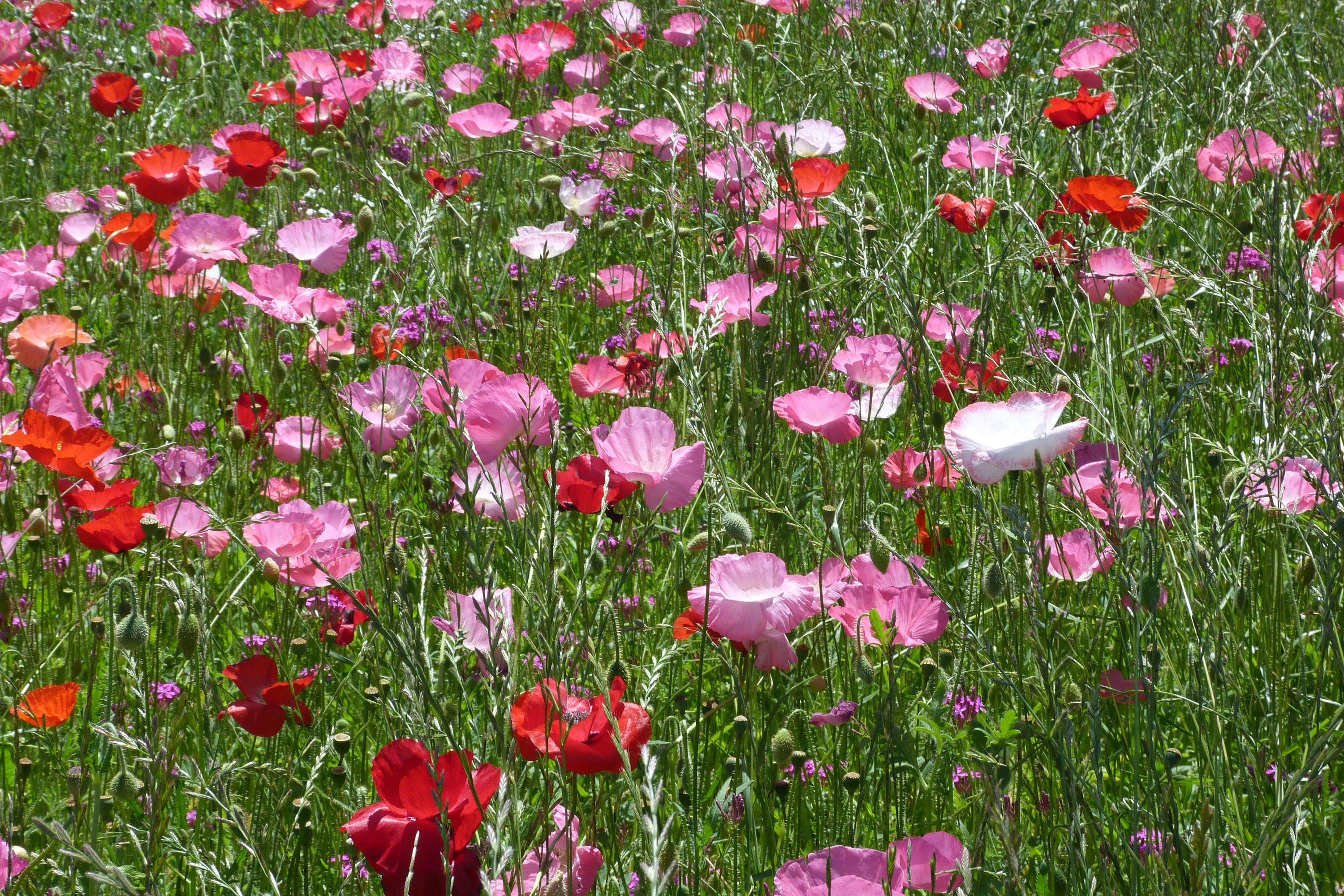 Baixe gratuitamente a imagem Natureza, Flores, Verão, Flor, Flor Rosa, Flor Vermelha, Terra/natureza, Papoila na área de trabalho do seu PC