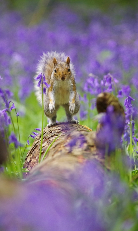 Download mobile wallpaper Squirrel, Flower, Animal, Rodent, Purple Flower, Depth Of Field for free.