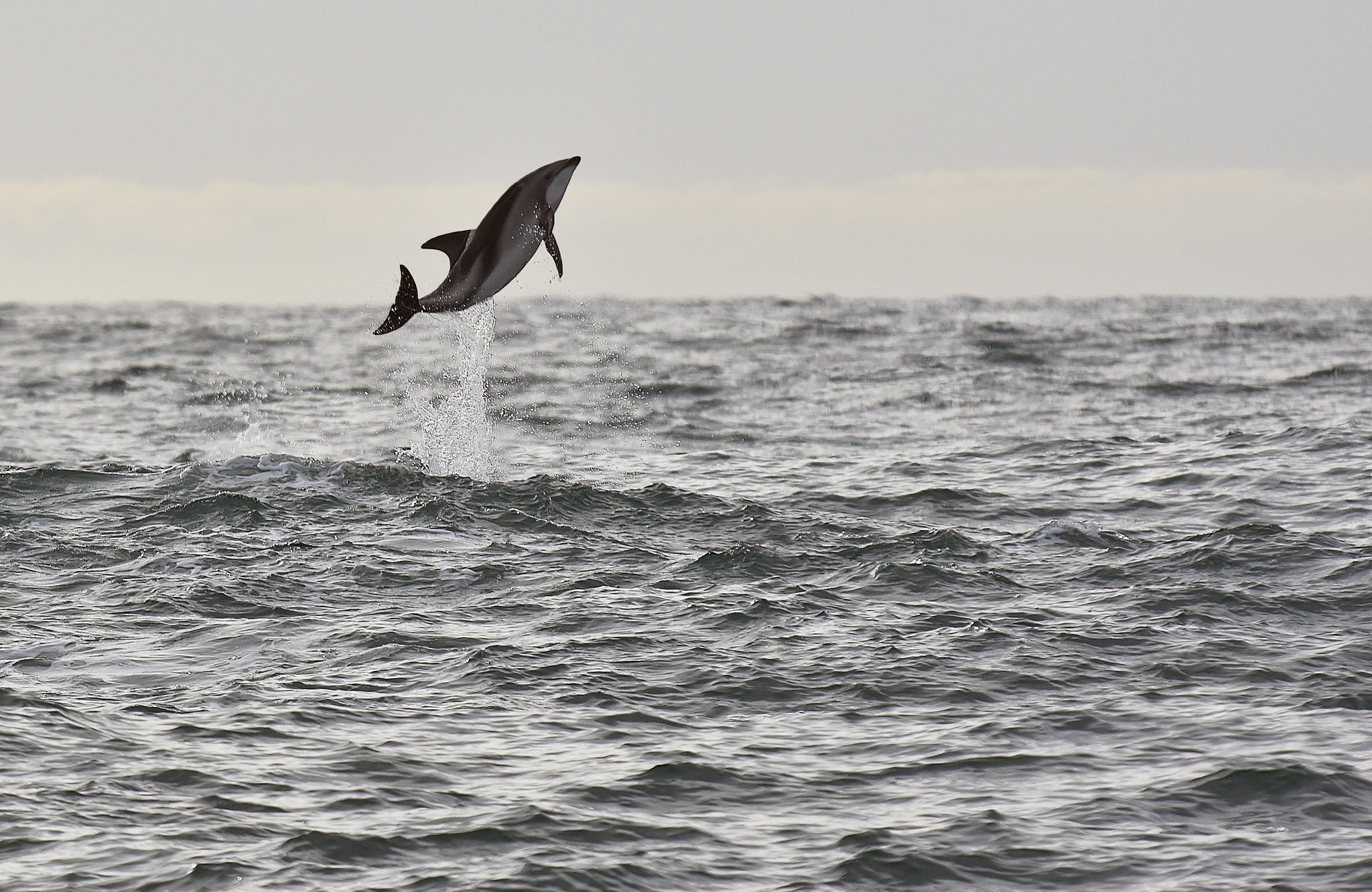 Скачать обои бесплатно Животные, Горизонт, Океан, Дельфин картинка на рабочий стол ПК