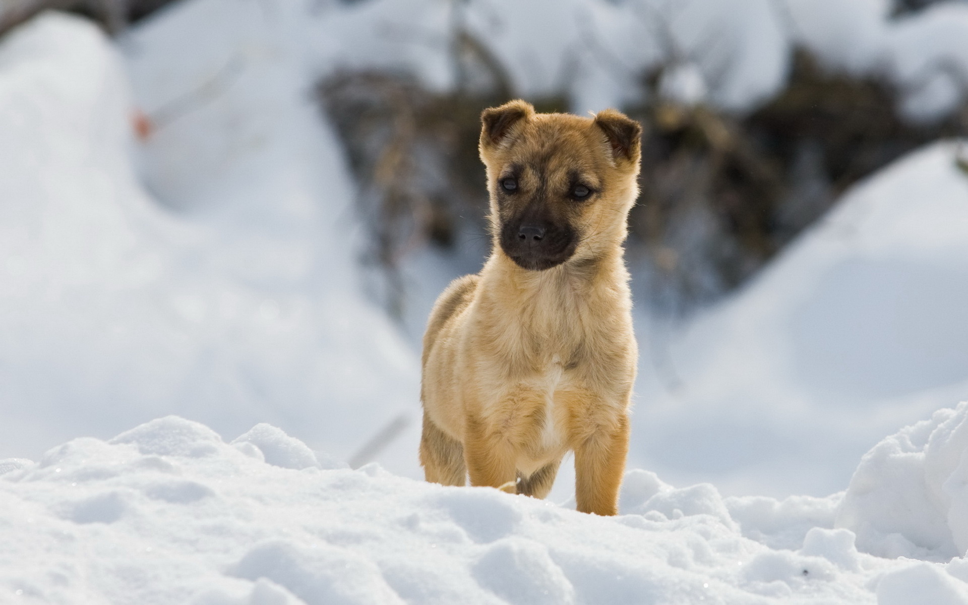 PCデスクトップに動物, 犬画像を無料でダウンロード