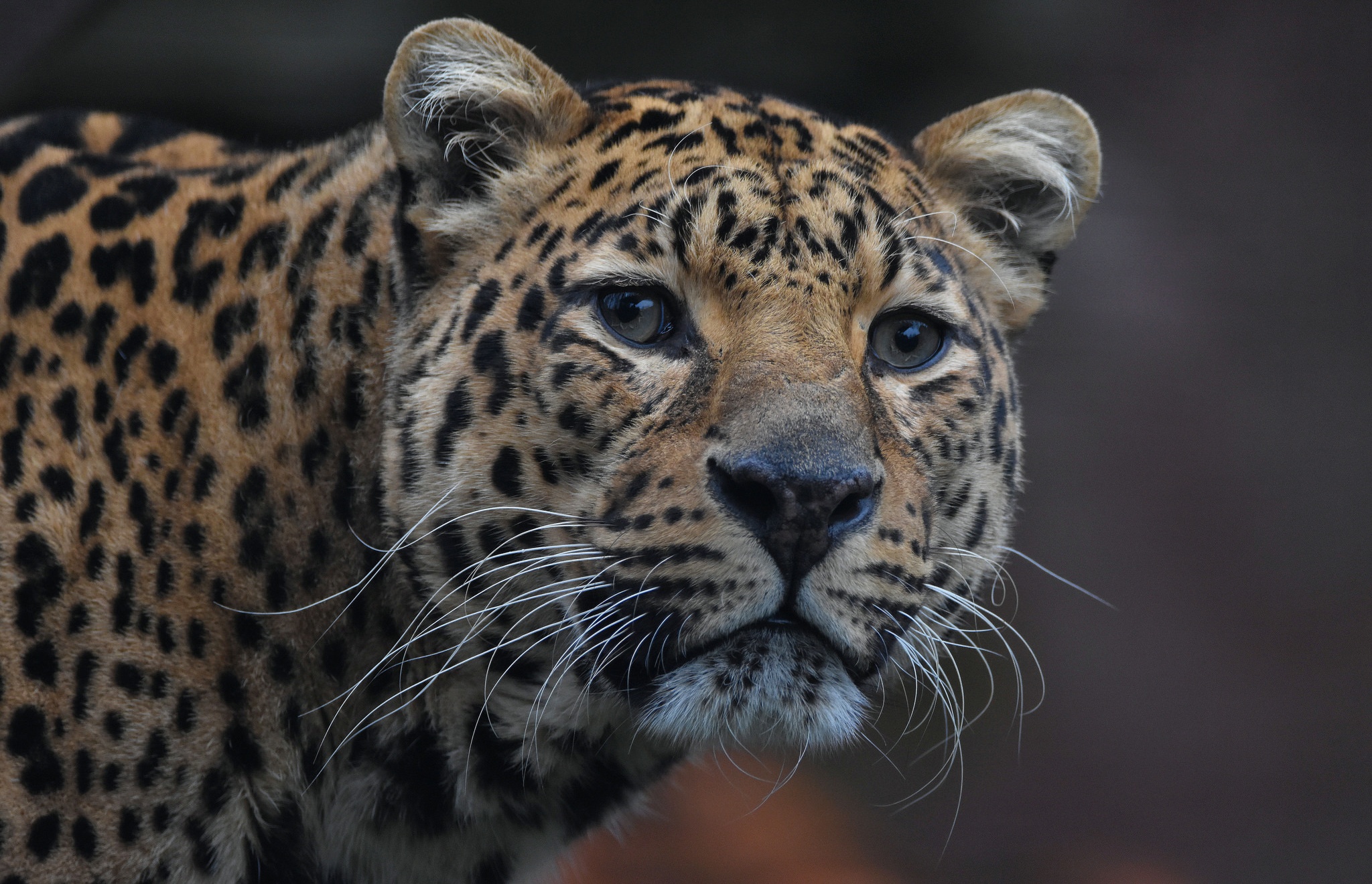 Baixe gratuitamente a imagem Animais, Gatos, Onça Pintada na área de trabalho do seu PC