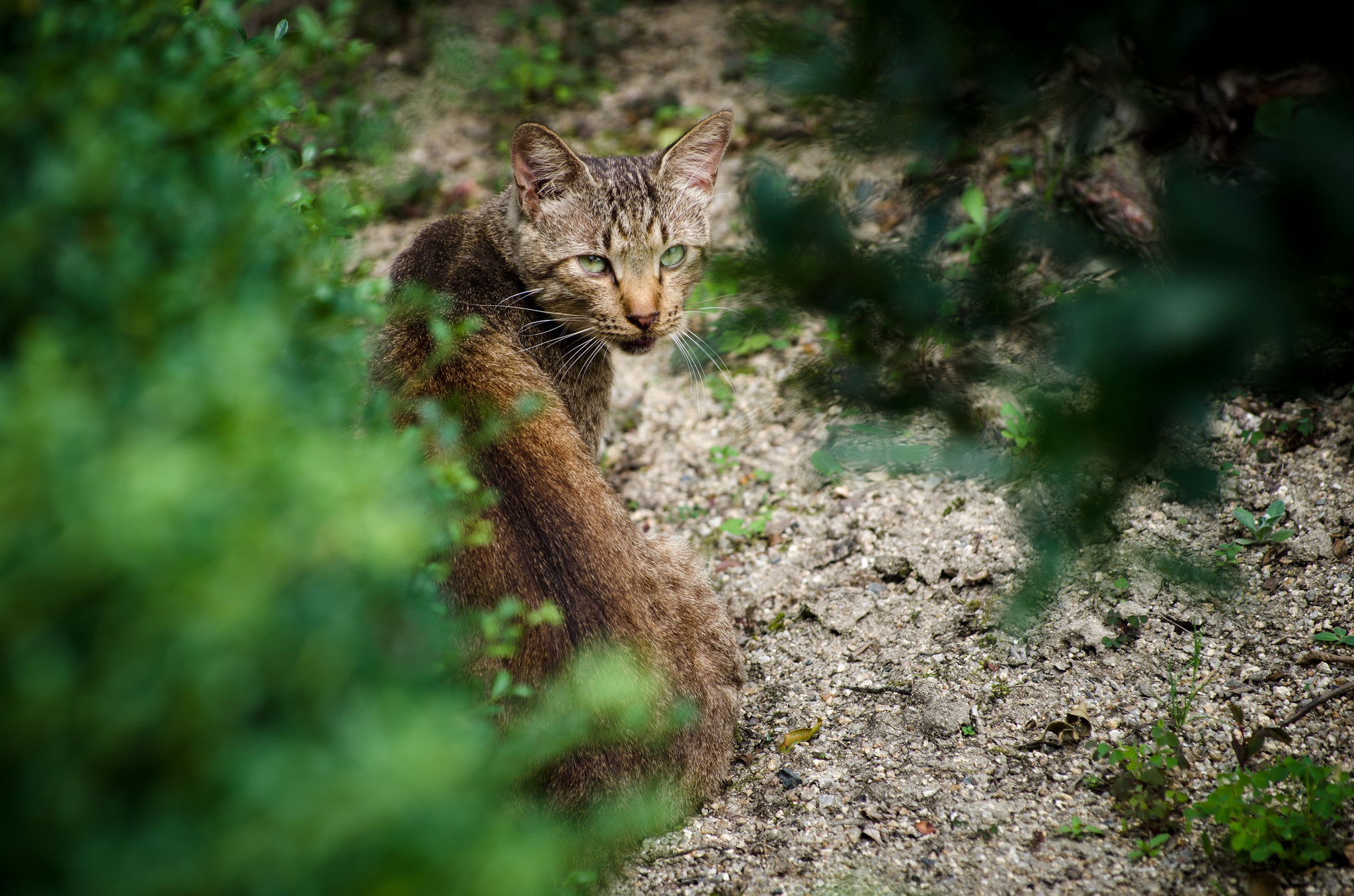 Laden Sie das Katze, Katzen, Tiere-Bild kostenlos auf Ihren PC-Desktop herunter