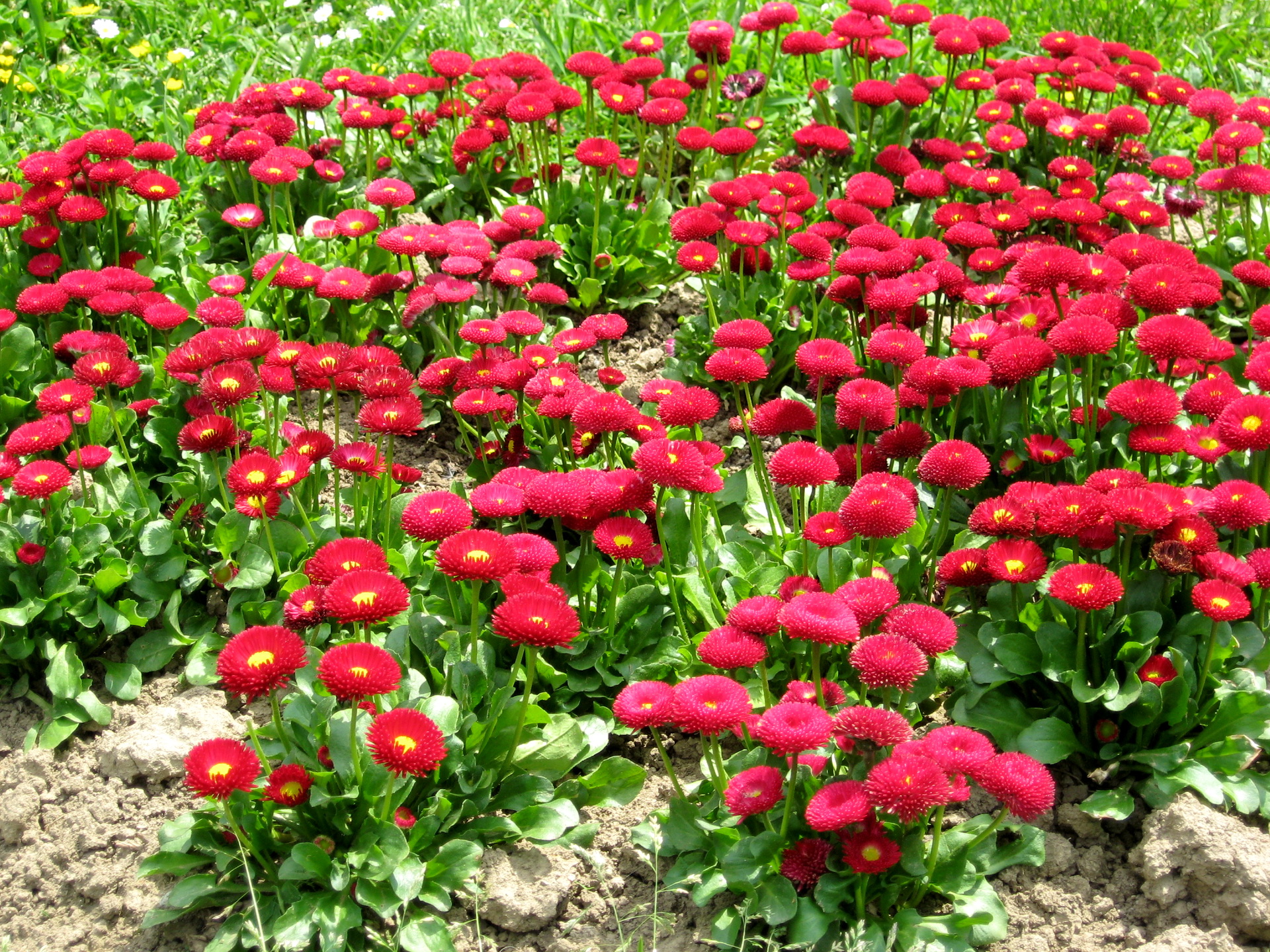 Téléchargez gratuitement l'image Fleurs, Fleur, Terre/nature sur le bureau de votre PC