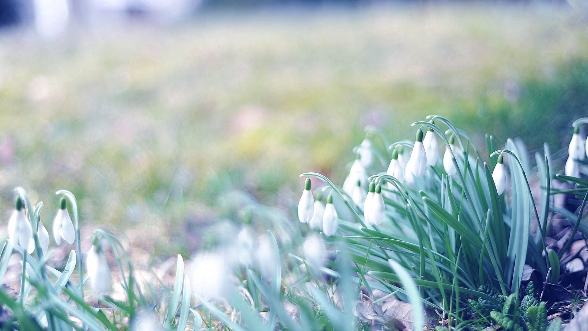 snowdrops, flowers, grass, plant, macro wallpapers for tablet