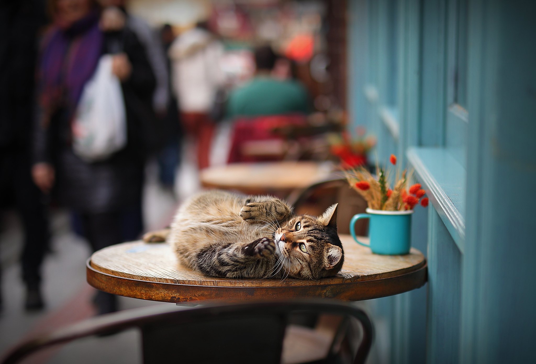 Téléchargez gratuitement l'image Animaux, Chats, Chat, Profondeur De Champ sur le bureau de votre PC