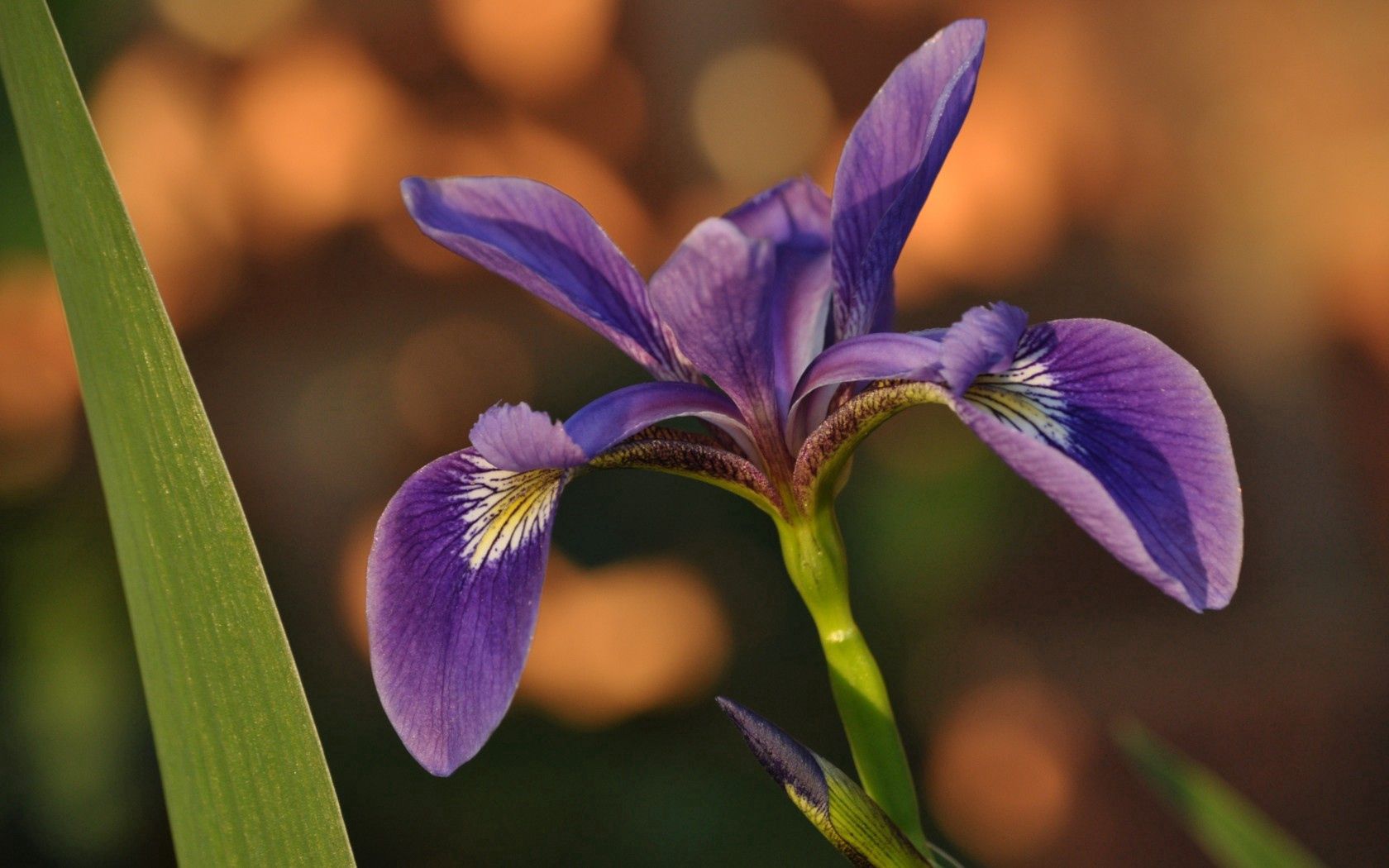 Handy-Wallpaper Iris, Blütenblätter, Makro, Blume kostenlos herunterladen.