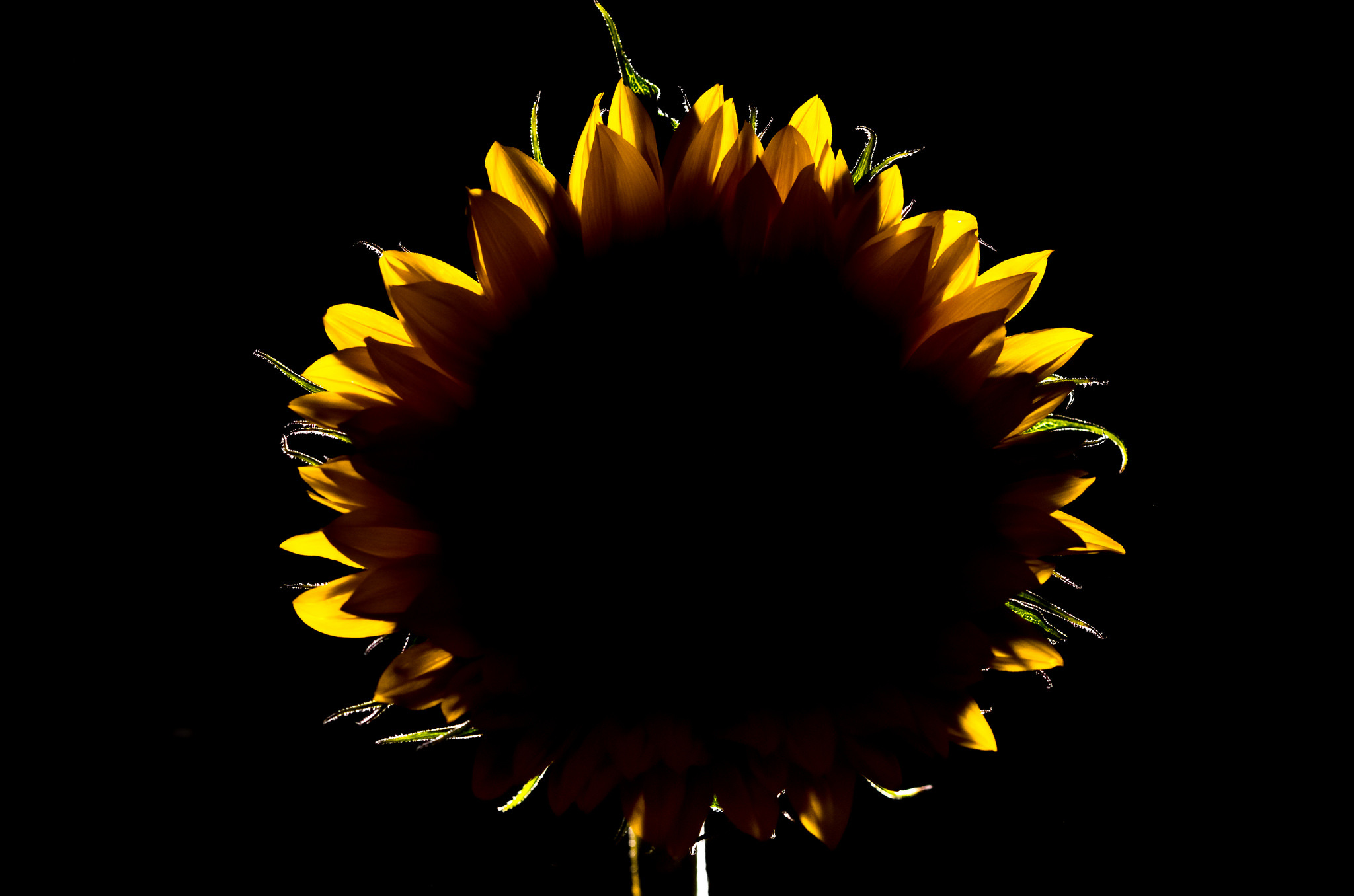 Download mobile wallpaper Nature, Flowers, Flower, Dark, Earth, Sunflower for free.