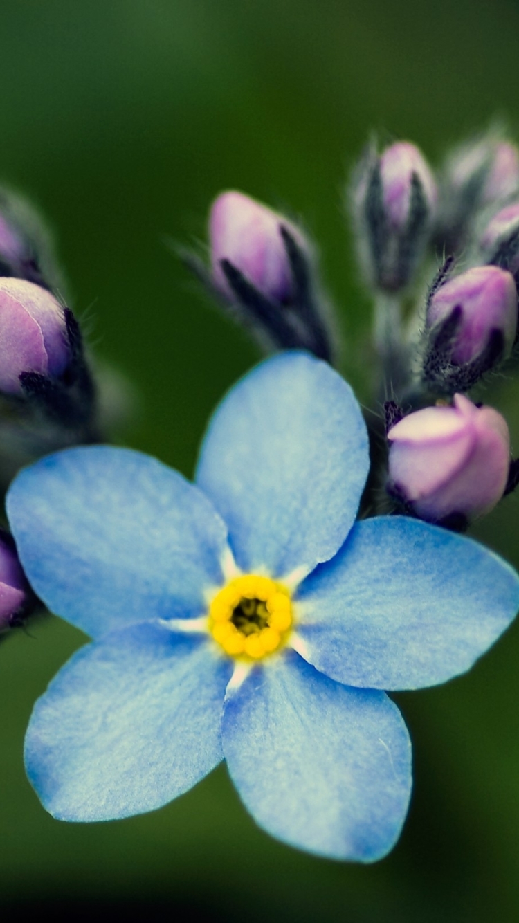 Download mobile wallpaper Flowers, Earth, Forget Me Not for free.