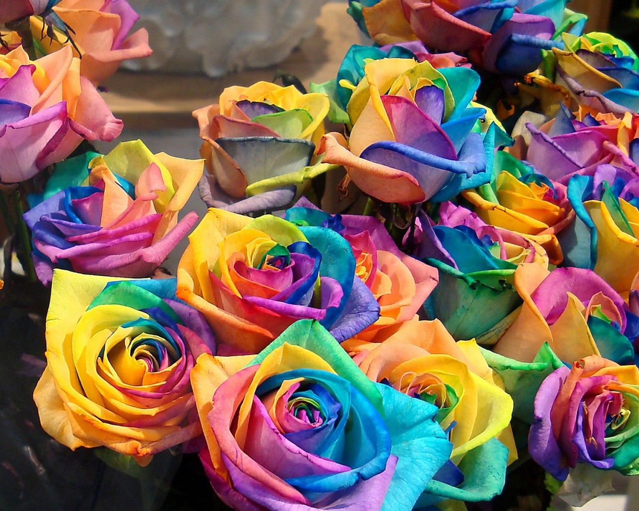 bright, roses, buds, flowers, multicolored Aesthetic wallpaper