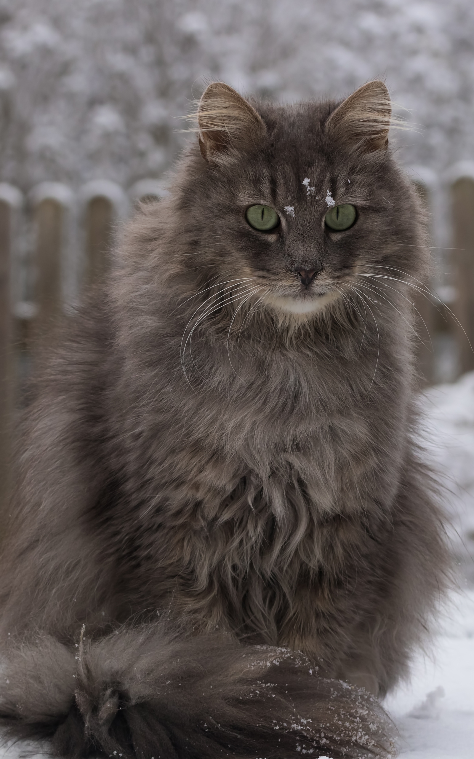 PCデスクトップに動物, 冬, 雪, ネコ, 猫, 見詰める画像を無料でダウンロード