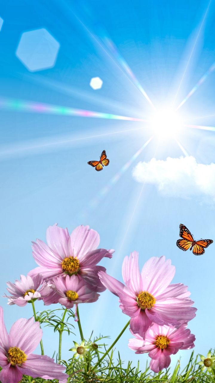 Descarga gratuita de fondo de pantalla para móvil de Flores, Flor, Mariposa, Primavera, Cosmos, Tierra/naturaleza.