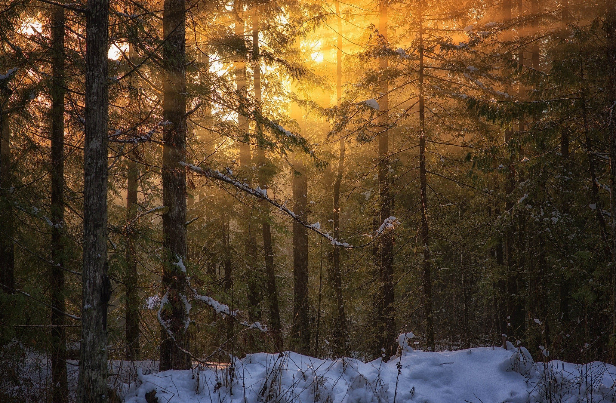 Baixe gratuitamente a imagem Inverno, Floresta, Árvore, Terra/natureza, Brilho Do Sol na área de trabalho do seu PC