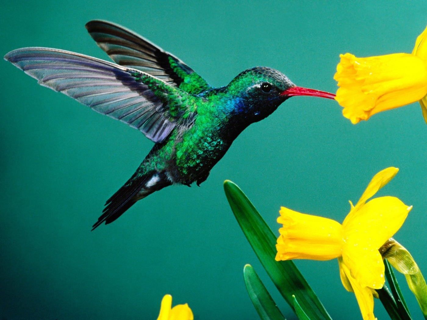 28114 descargar imagen animales, birds, colibríes, turquesa: fondos de pantalla y protectores de pantalla gratis