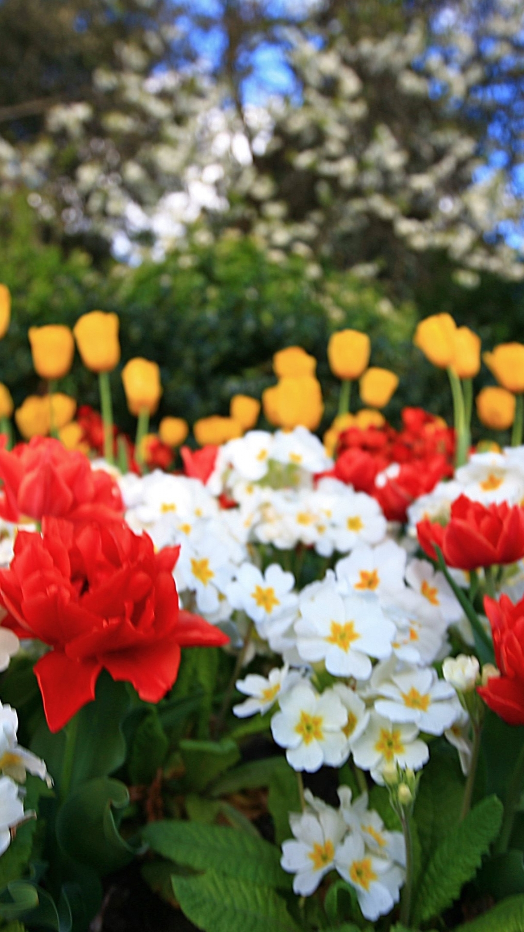 Handy-Wallpaper Blumen, Blume, Erde/natur kostenlos herunterladen.