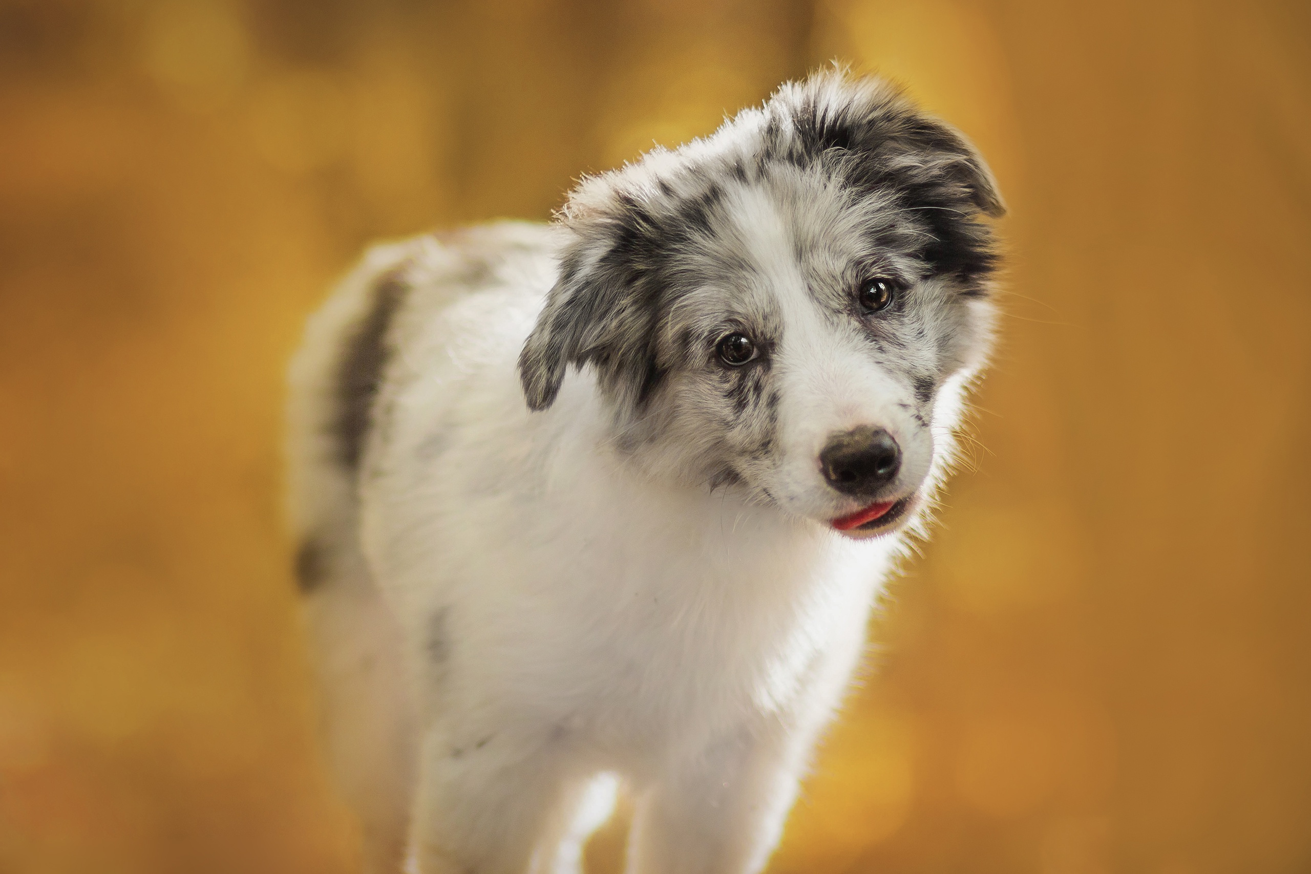 無料モバイル壁紙動物, 犬, 子犬, ボーダーコリー, 赤ちゃん動物をダウンロードします。