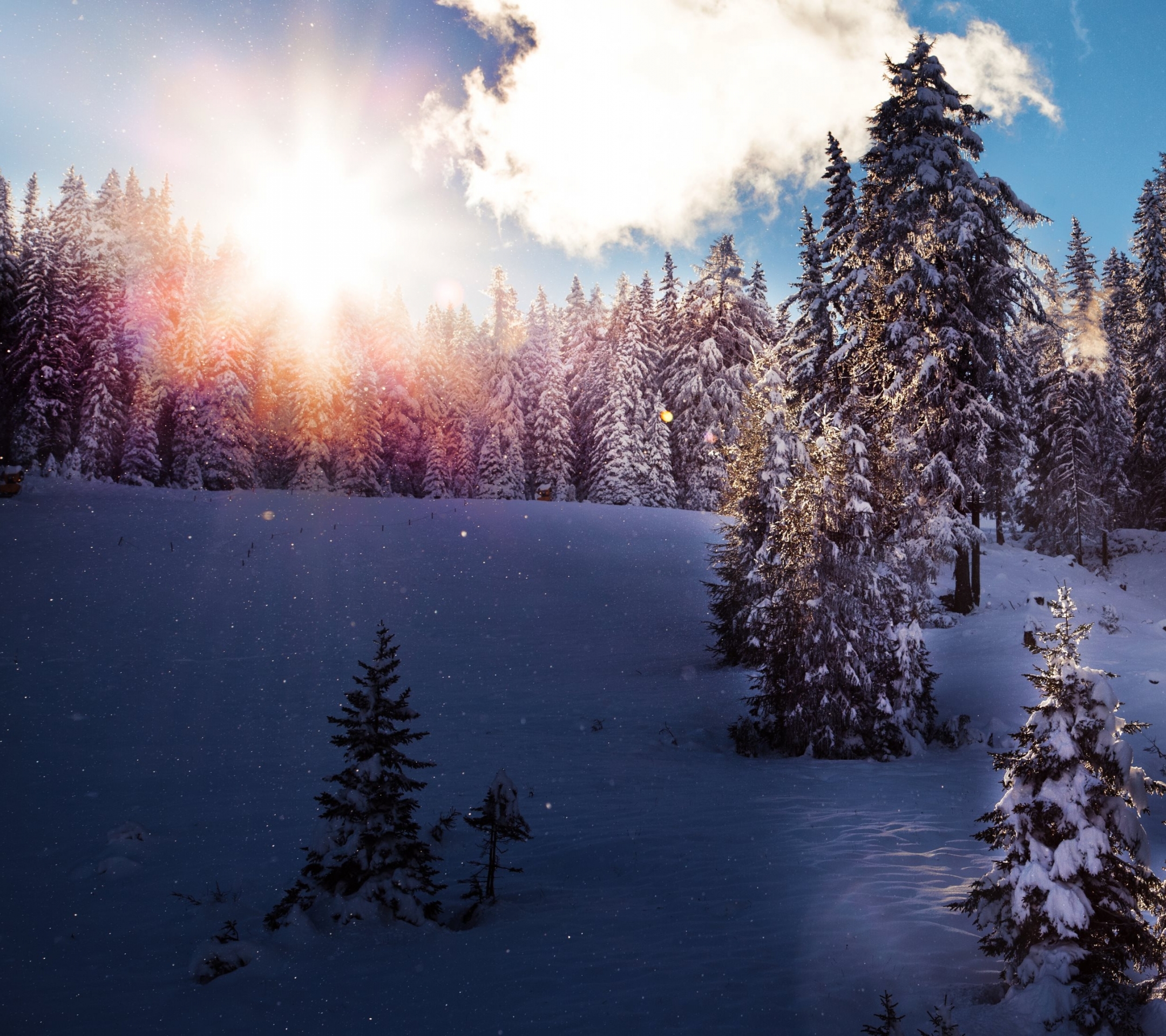 Скачать обои бесплатно Зима, Снег, Лес, Солнечный Луч, Земля/природа, Солнечный Боб картинка на рабочий стол ПК