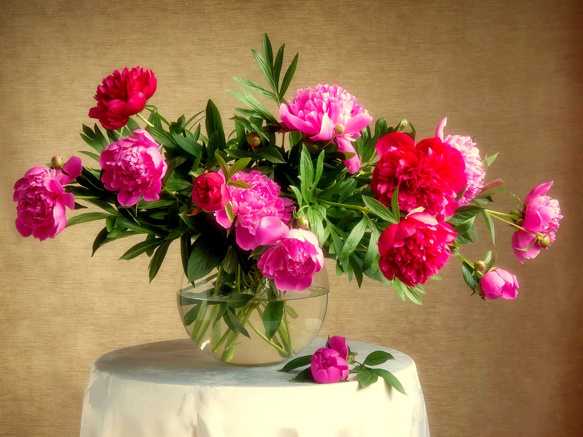 photography, still life, flower, peony, pink flower, vase