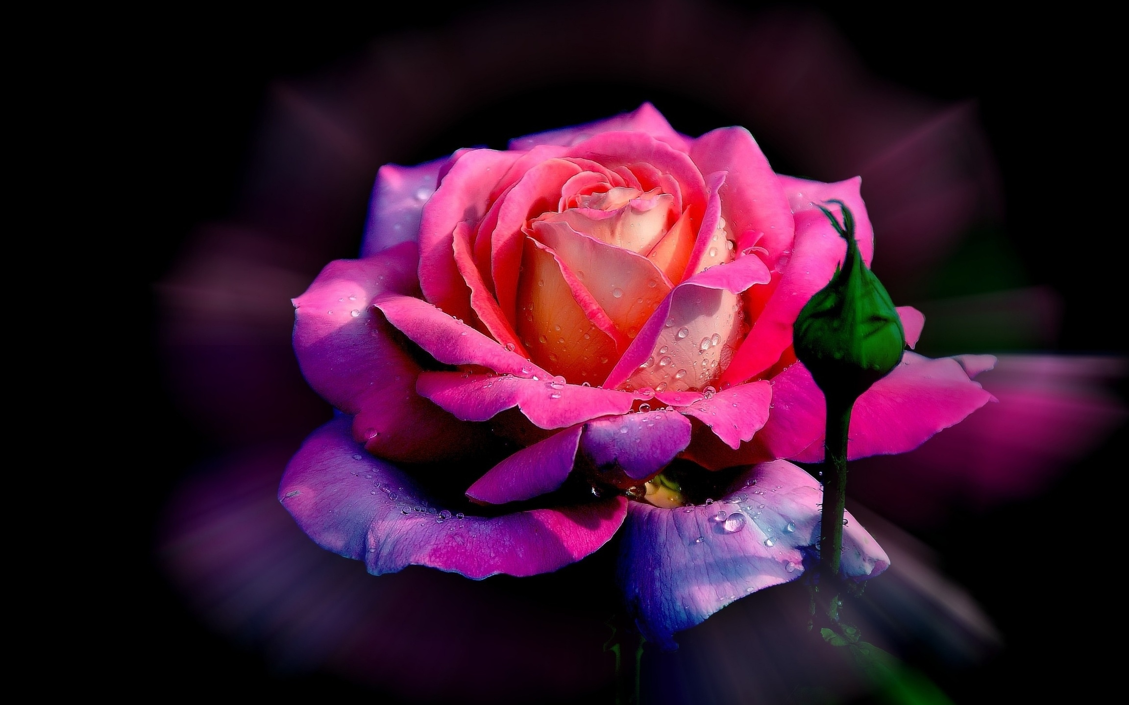 PCデスクトップにフラワーズ, 花, 薔薇, 地球, ピンクの花画像を無料でダウンロード