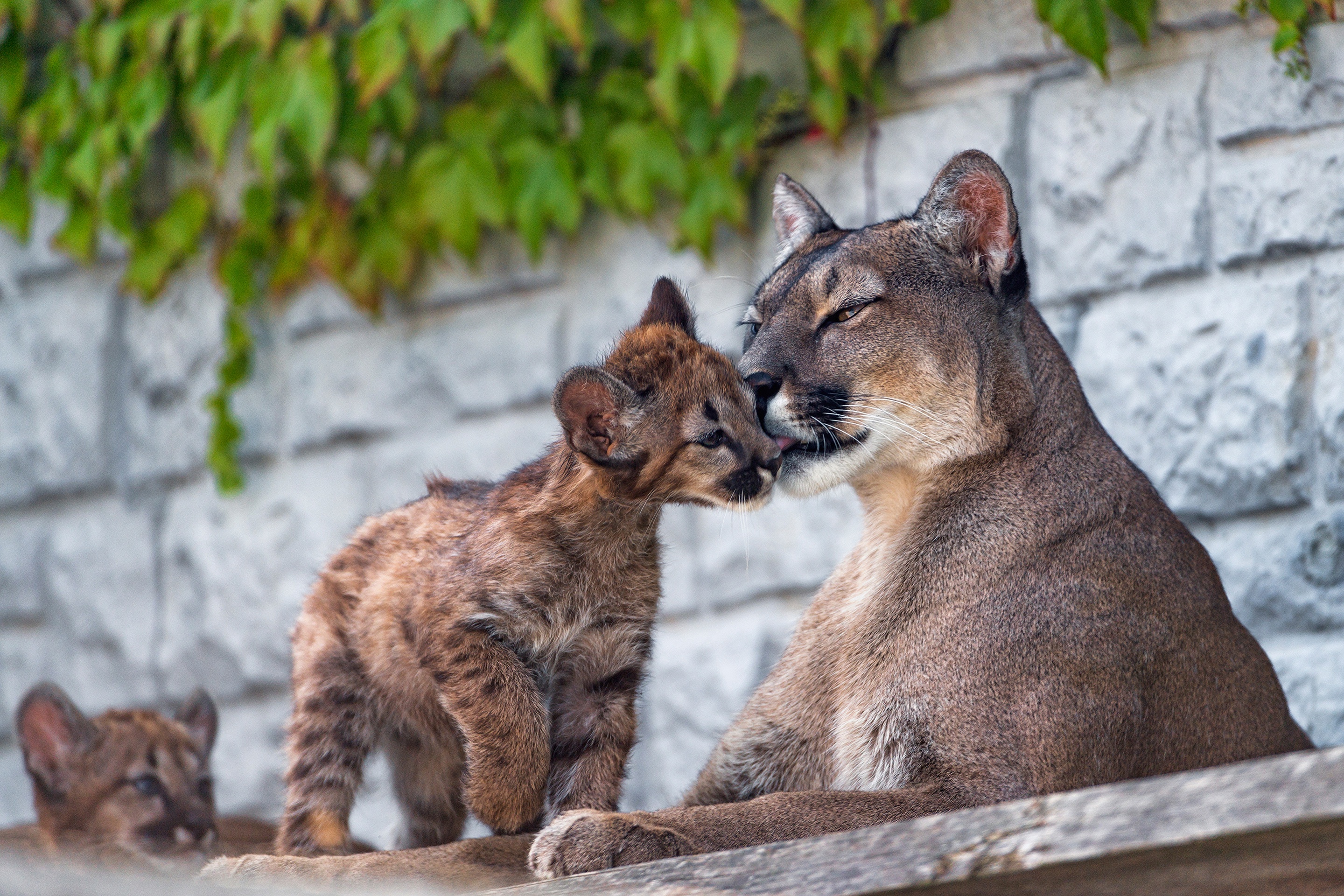 Download mobile wallpaper Cats, Animal, Cougar, Baby Animal, Cub for free.