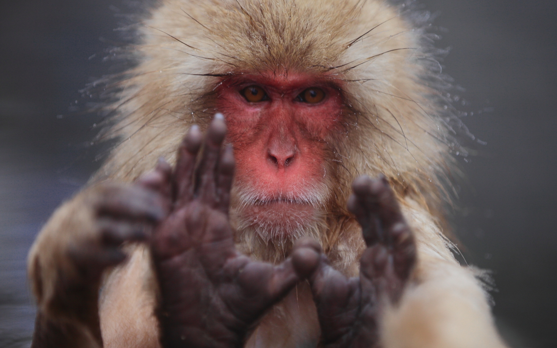 1454835 baixar imagens animais, macaco japonês - papéis de parede e protetores de tela gratuitamente