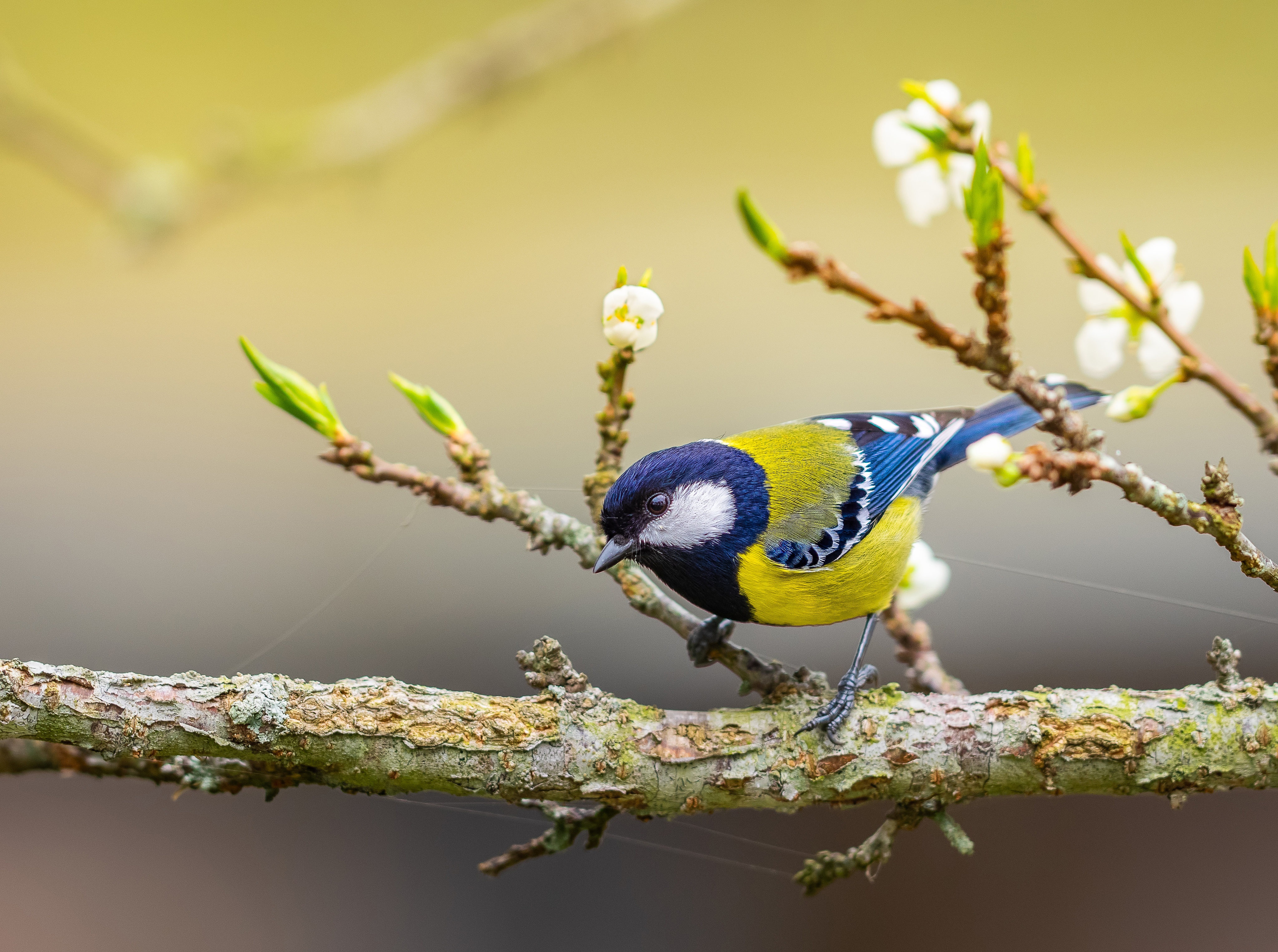 Download mobile wallpaper Birds, Bird, Animal, Titmouse, Blue Tit for free.