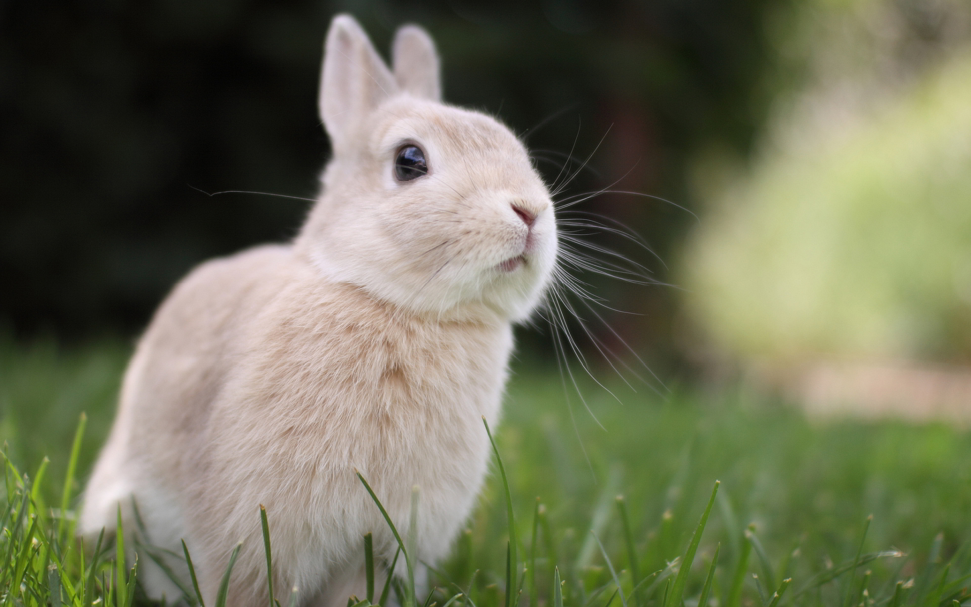 Free download wallpaper Animal, Rabbit on your PC desktop