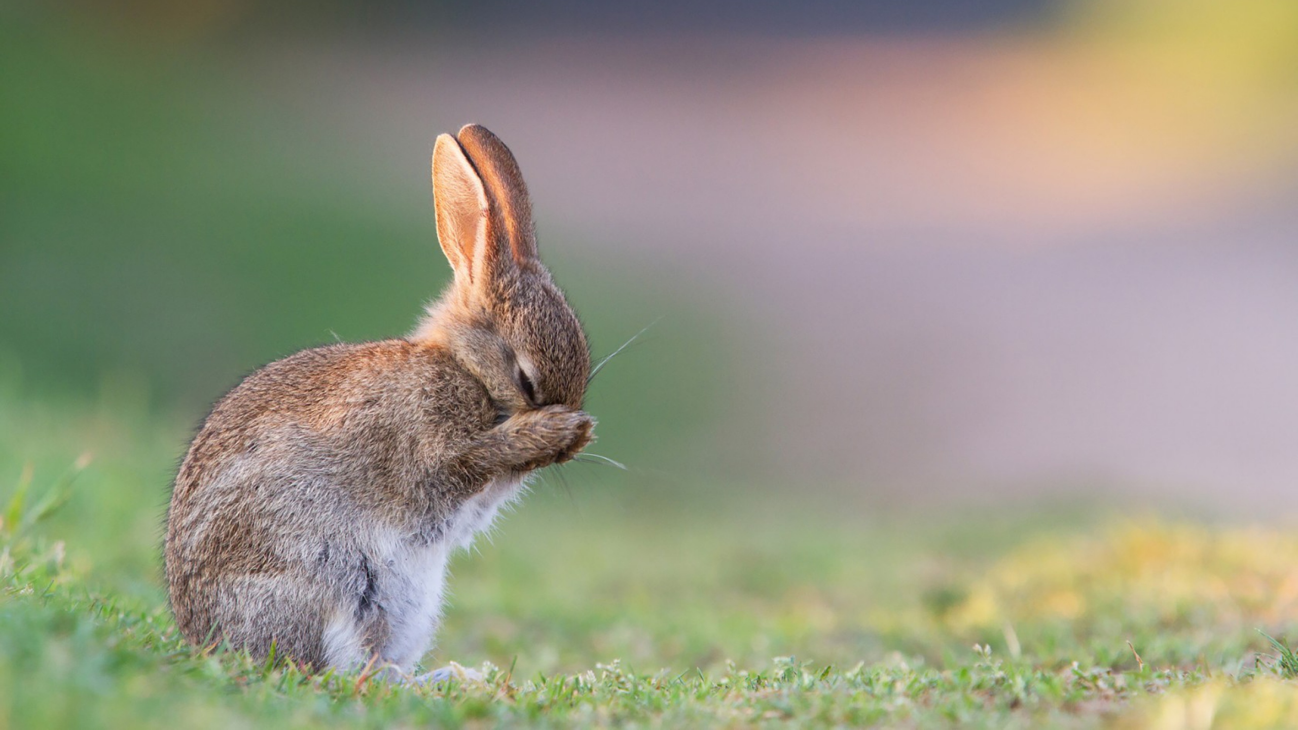 687440 descargar imagen animales, conejo, conejito, lindo: fondos de pantalla y protectores de pantalla gratis