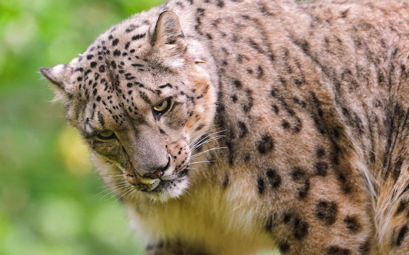 125130 baixar imagens predator, animais, snow leopard, focinho, predador, irbis - papéis de parede e protetores de tela gratuitamente