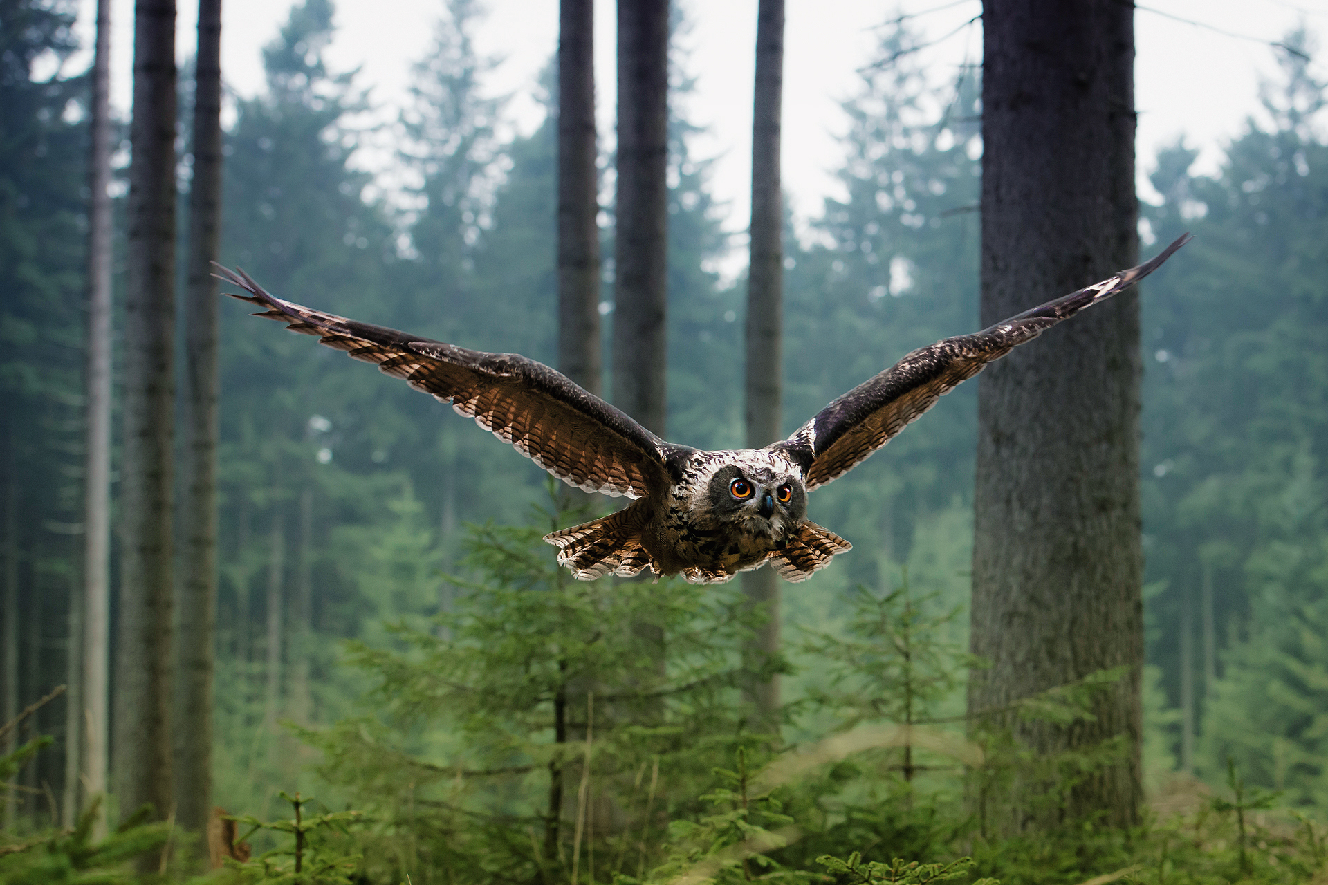 288862 descargar imagen animales, búho, ave, vuelo, aves: fondos de pantalla y protectores de pantalla gratis