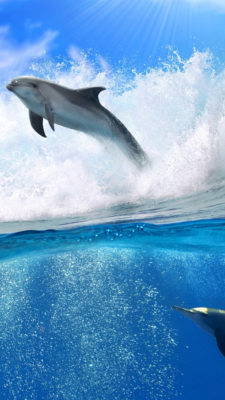 無料モバイル壁紙動物, イルカをダウンロードします。