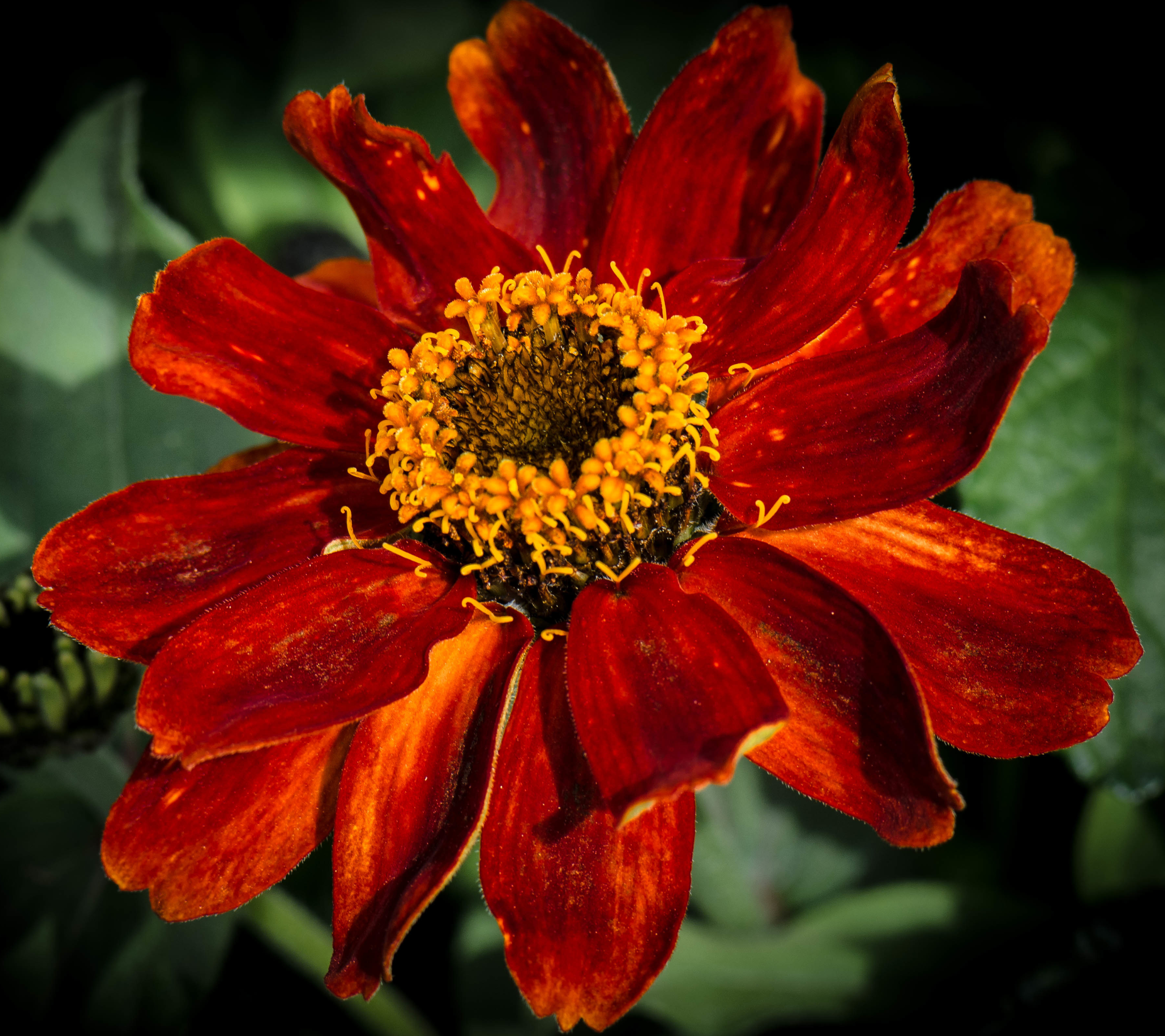 Laden Sie das Natur, Blumen, Blume, Nahansicht, Rote Blume, Erde/natur-Bild kostenlos auf Ihren PC-Desktop herunter