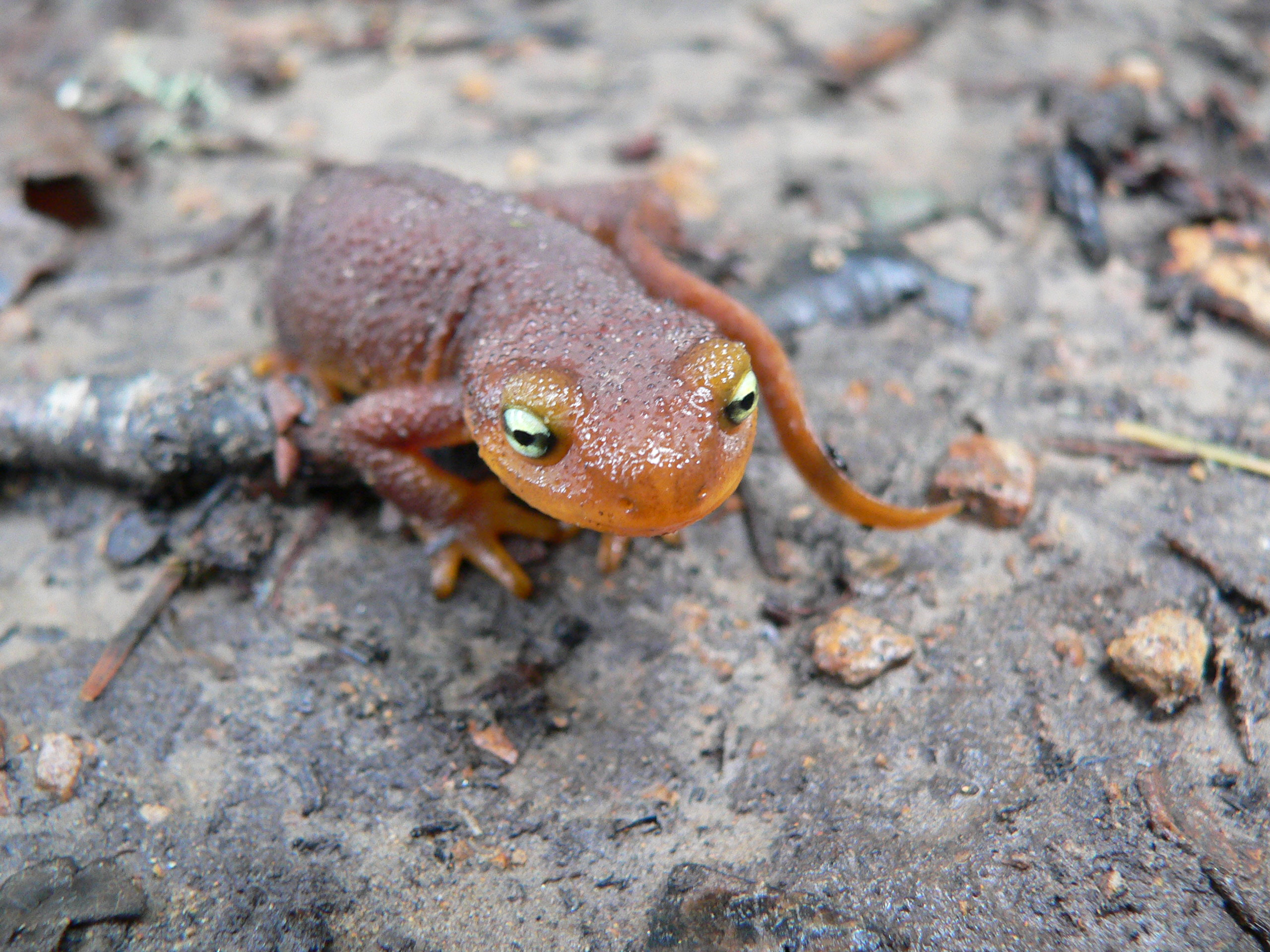 animal, rough skinned newt, amphibians