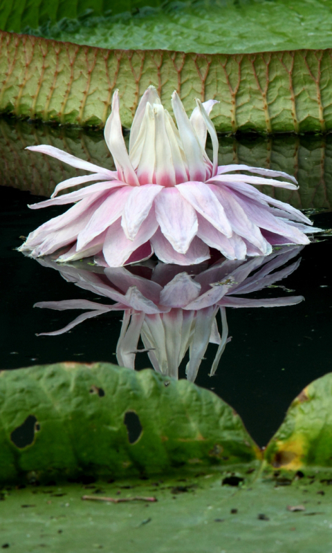 Download mobile wallpaper Flowers, Lotus, Earth for free.