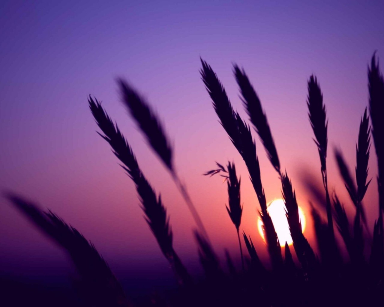 wheat, landscape, sunset, sun