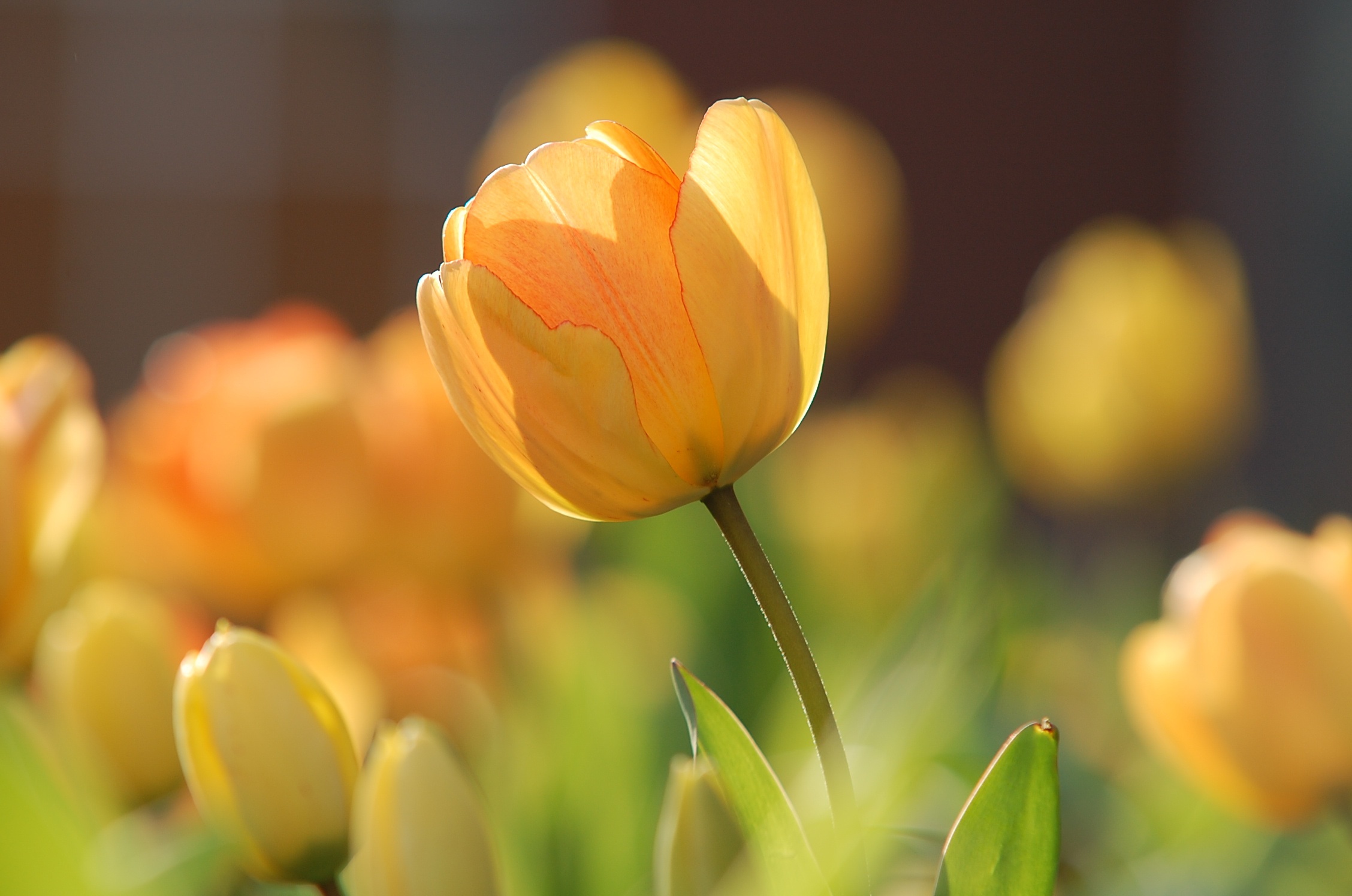 Baixe gratuitamente a imagem Natureza, Flores, Flor, Fechar Se, Tulipa, Flor Amarela, Terra/natureza na área de trabalho do seu PC