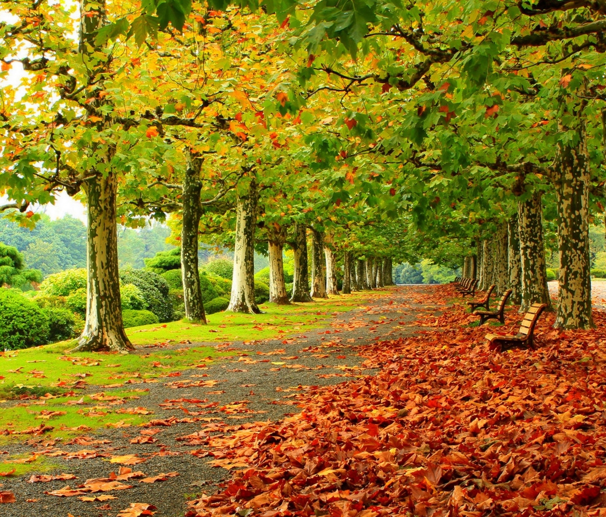 無料モバイル壁紙木, 秋, 葉, 公園, ベンチ, 写真撮影をダウンロードします。