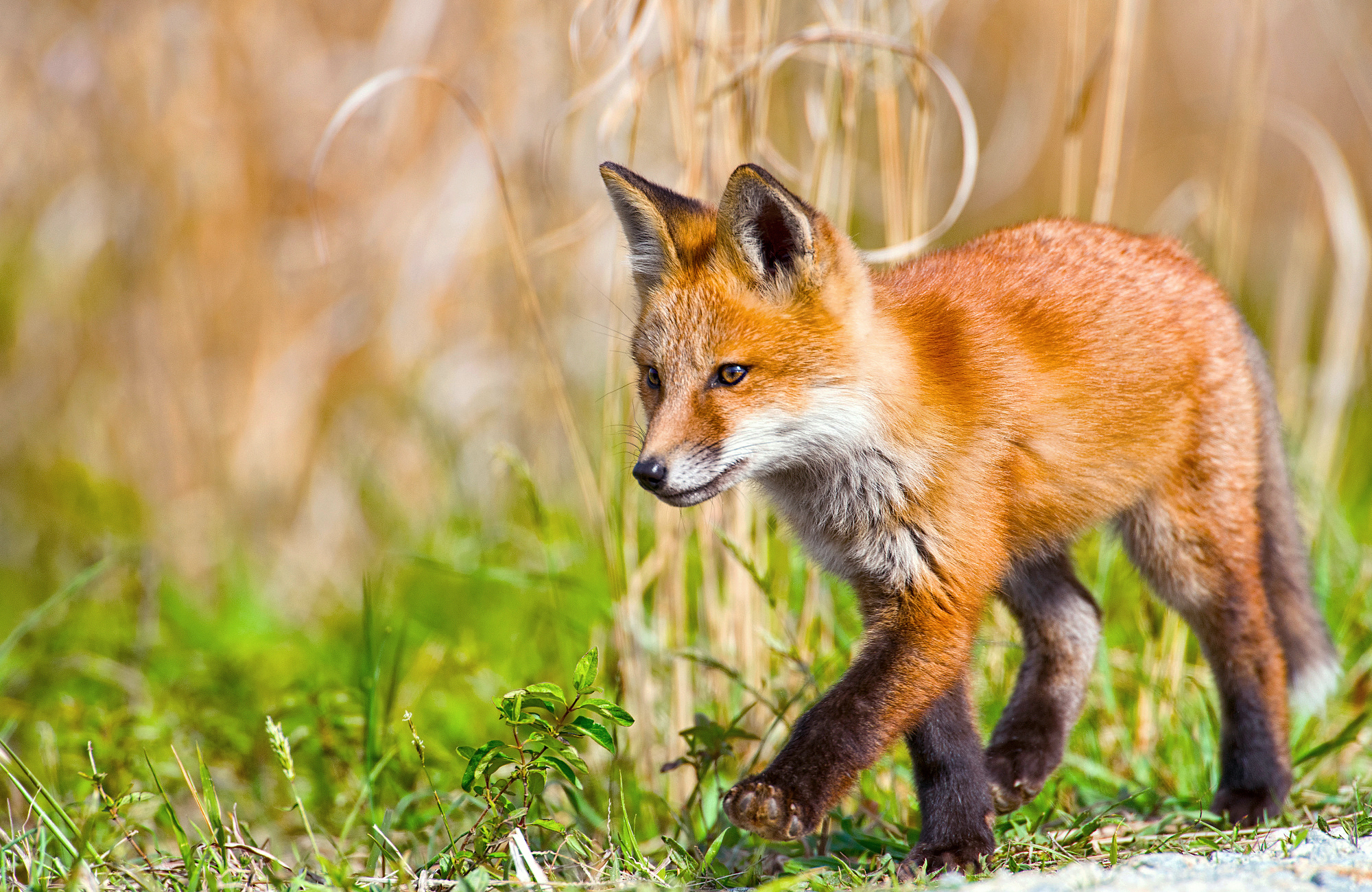 Laden Sie das Grass, Bummel, Spaziergang, Ein Fuchs, Tiere, Fuchs-Bild kostenlos auf Ihren PC-Desktop herunter