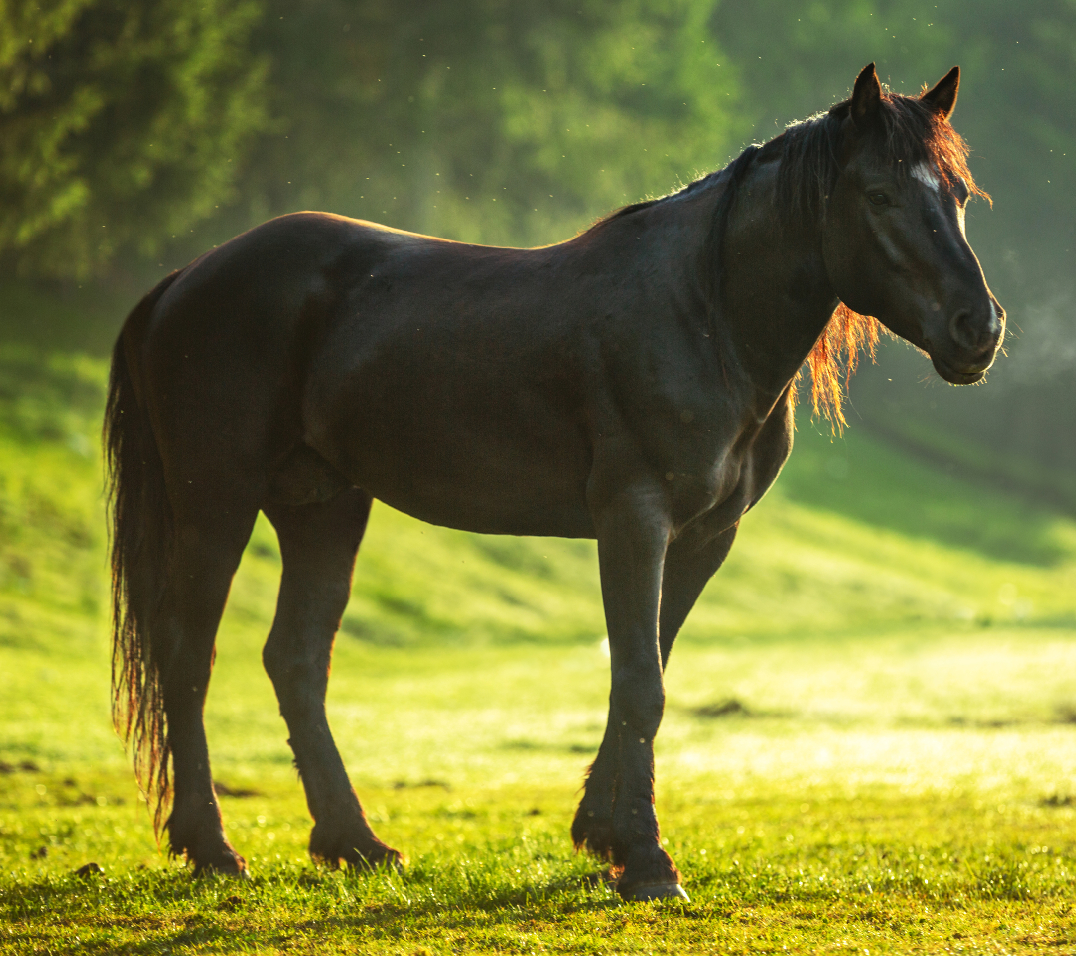 Download mobile wallpaper Animal, Horse, Depth Of Field for free.