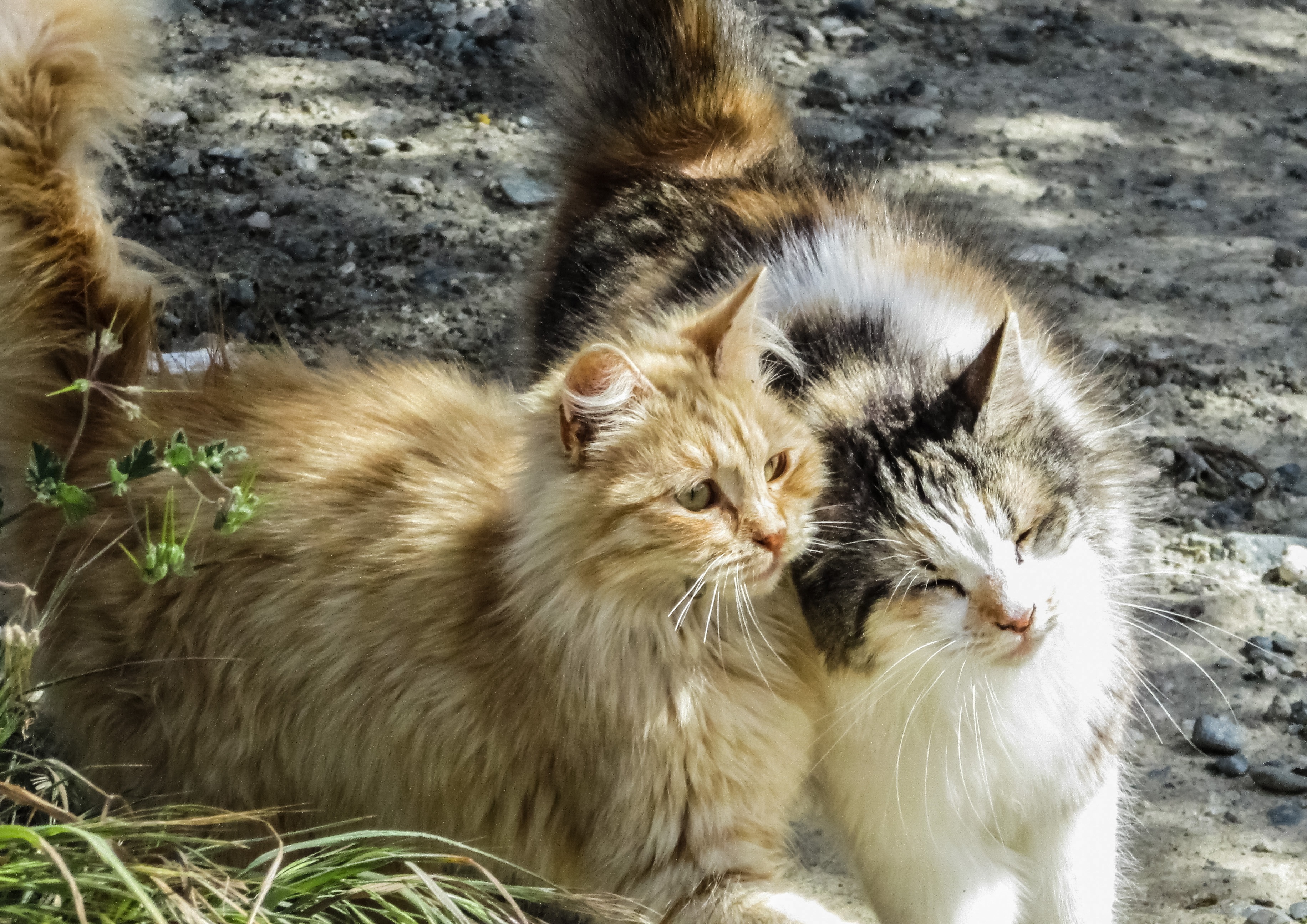 Laden Sie das Paar, Flauschige, Tiere, Katzen-Bild kostenlos auf Ihren PC-Desktop herunter