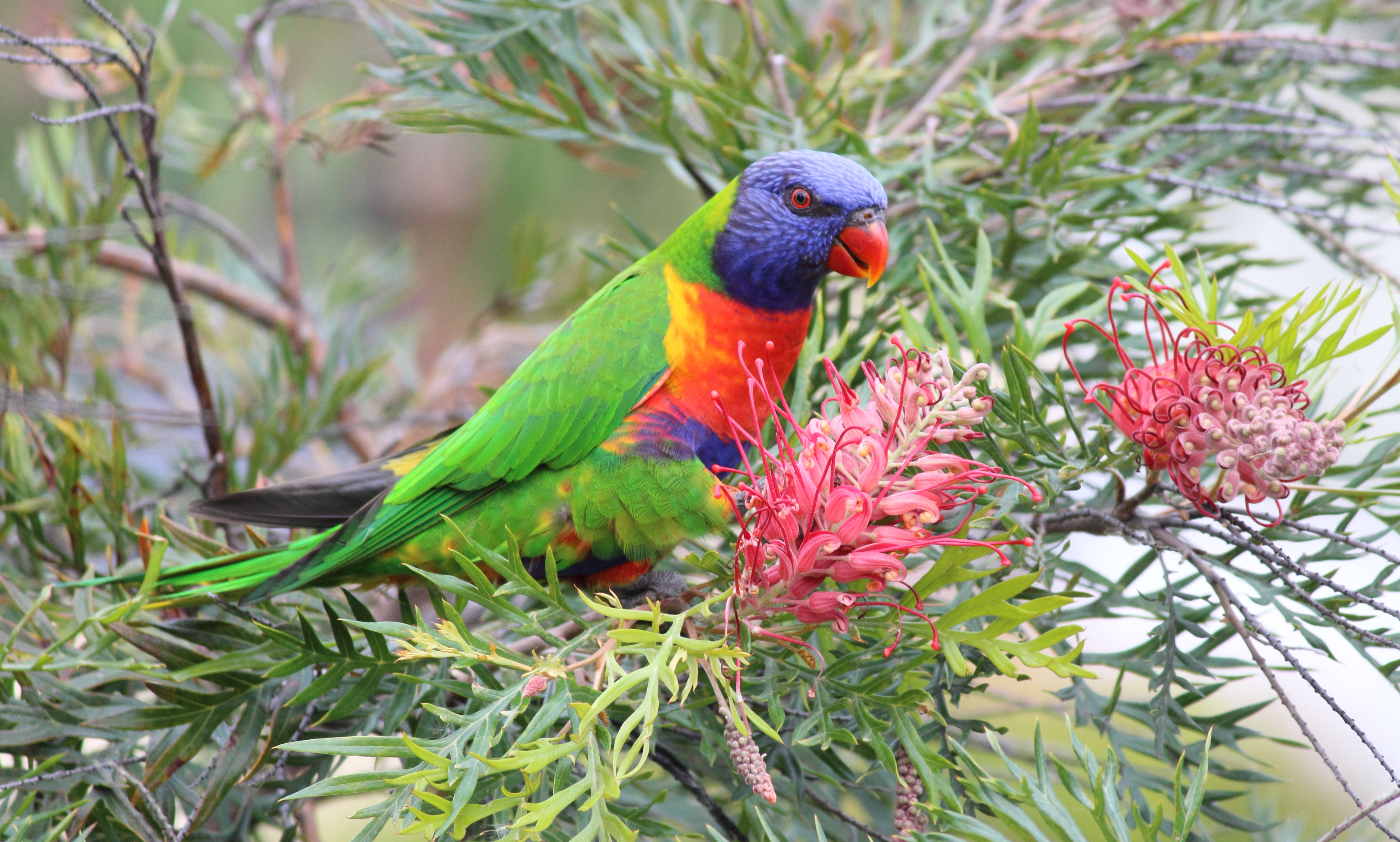 Download mobile wallpaper Birds, Bush, Bird, Animal, Parrot, Rainbow Lorikeet for free.