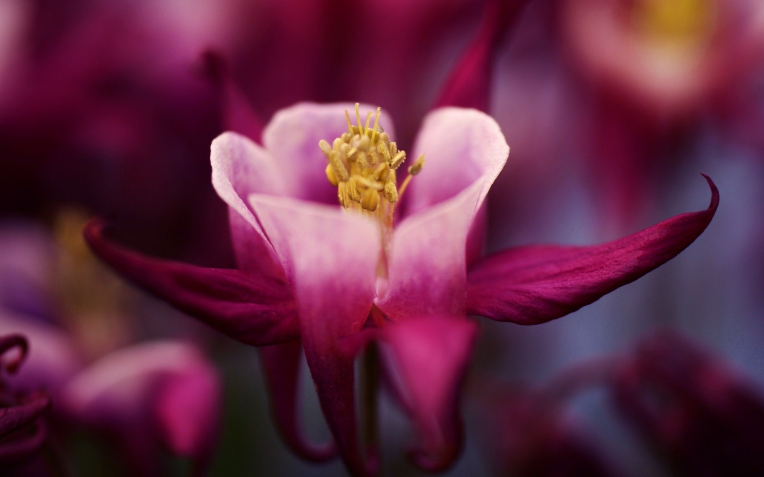 Téléchargez gratuitement l'image Fleurs, Fleur, Terre/nature sur le bureau de votre PC