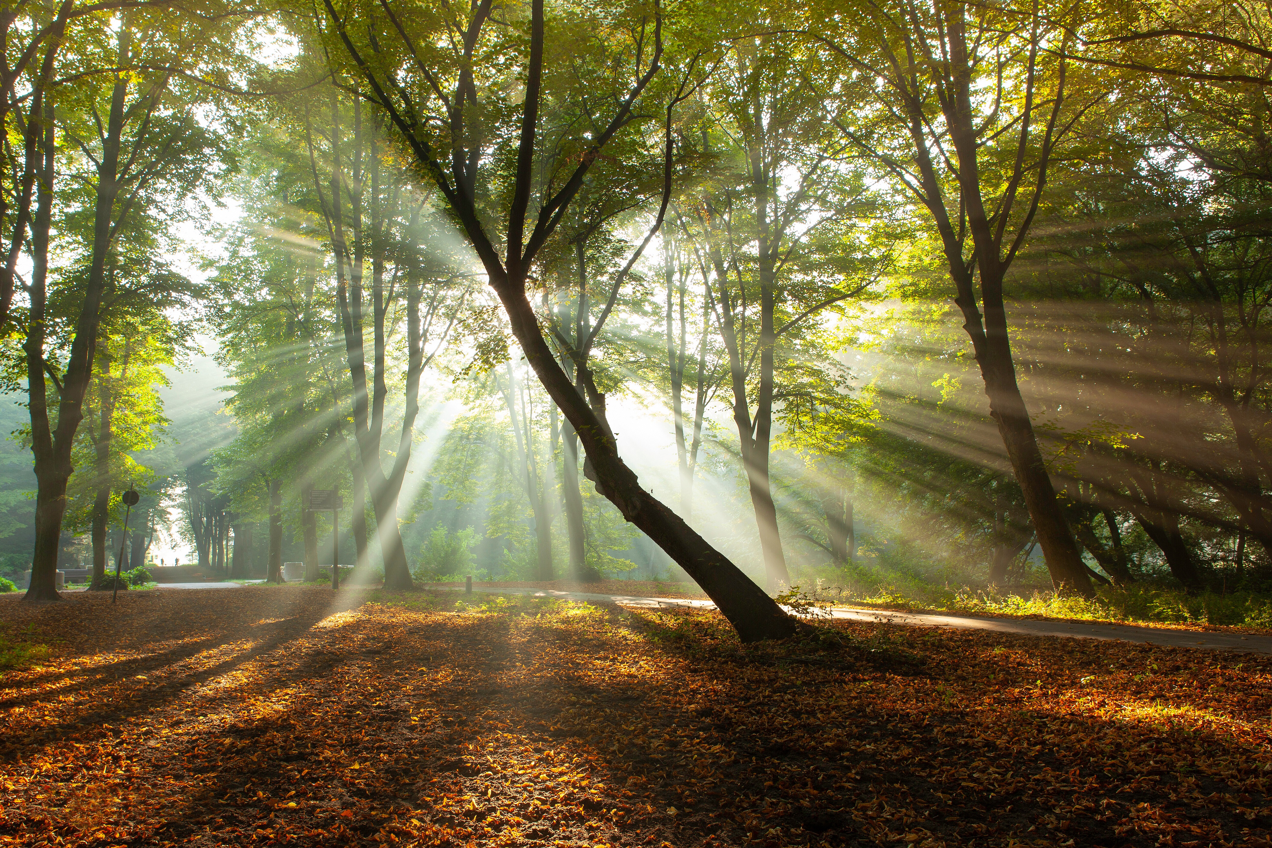 Free download wallpaper Nature, Forest, Park, Tree, Earth, Sunbeam on your PC desktop